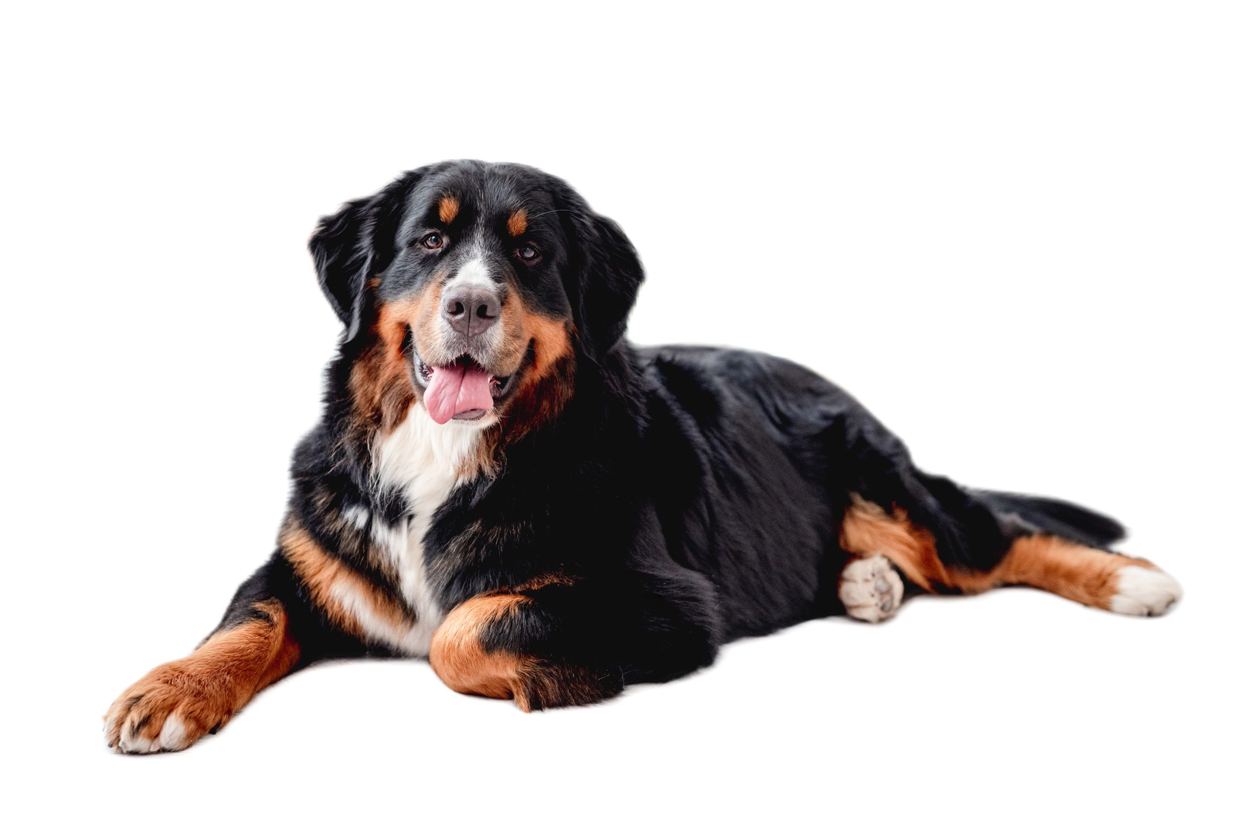 Berner Sennenhund