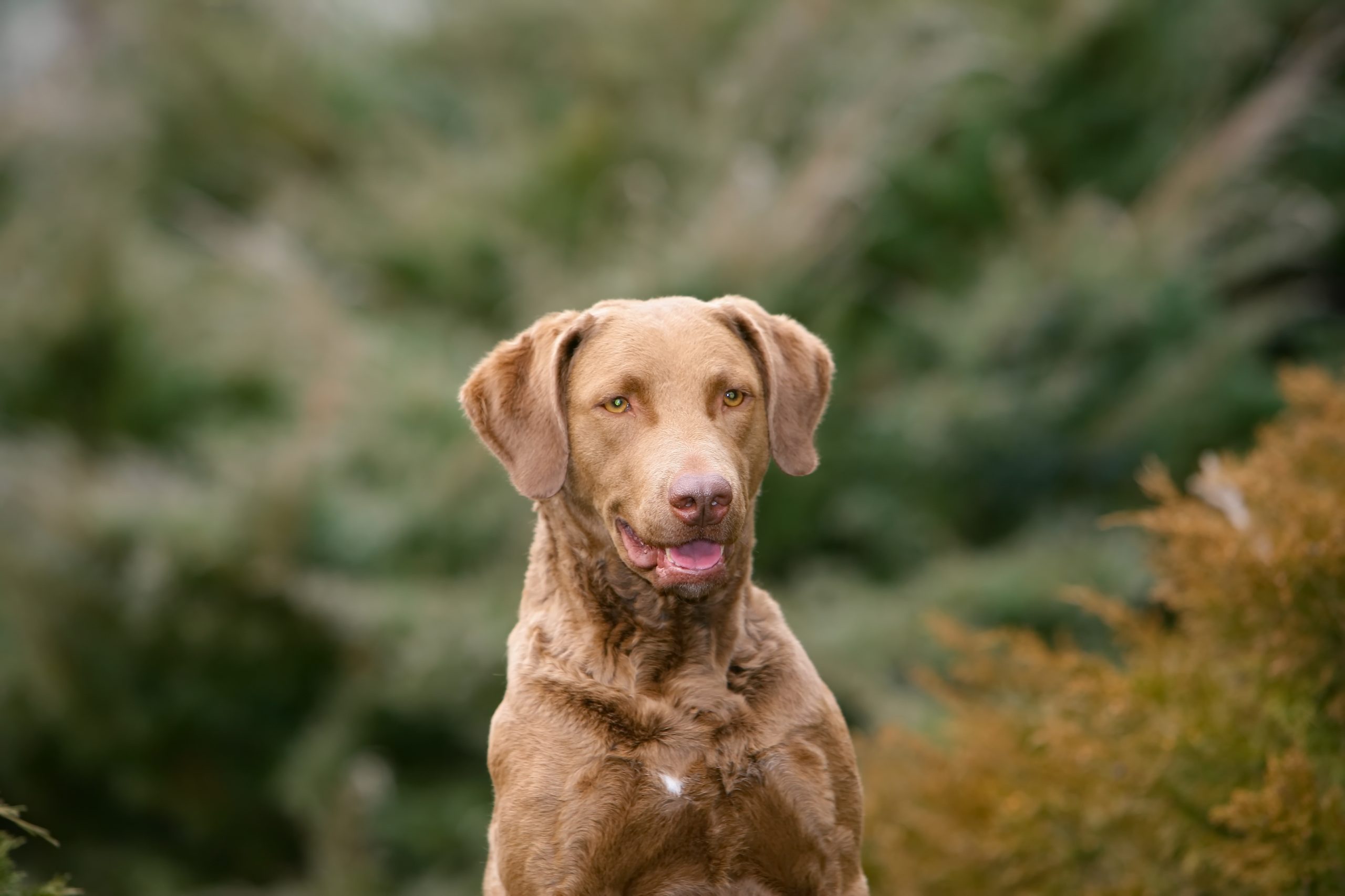 Chesapeake Bay Retriever