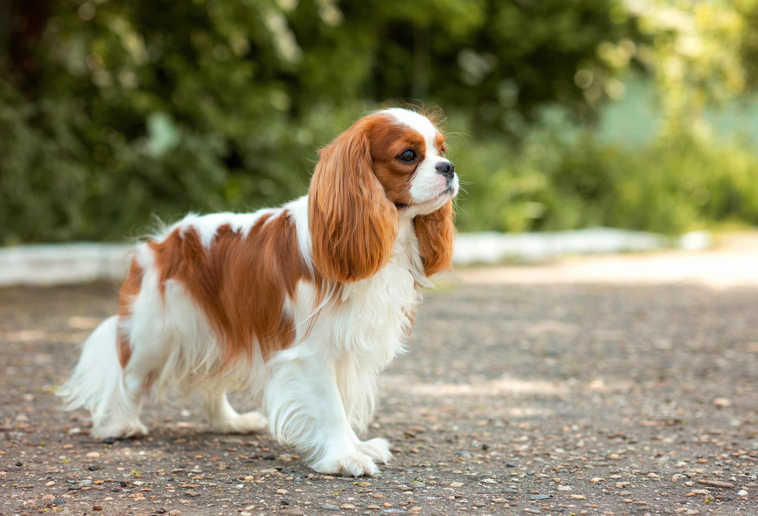 Cavalier King Charles Spaniel