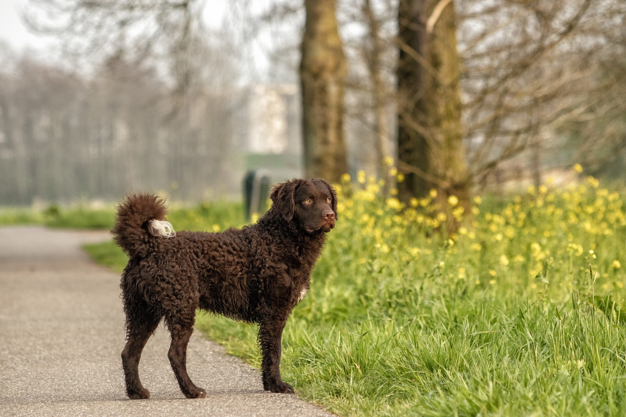 Curly Coated Retriever