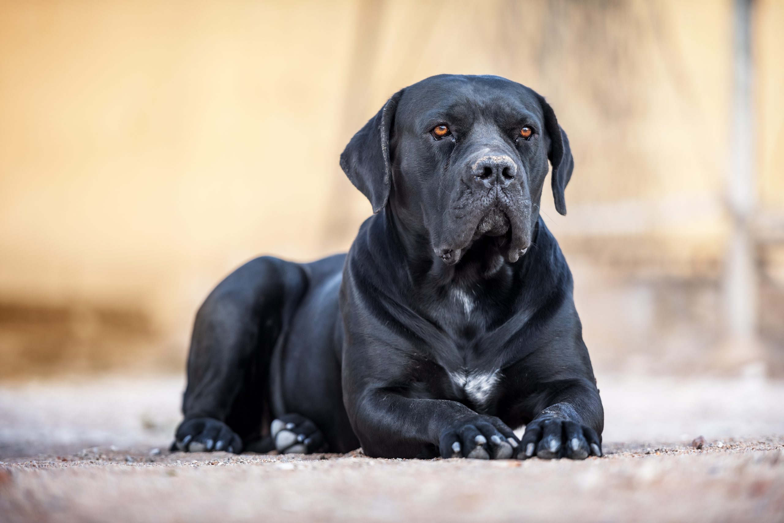 , Cane Corso