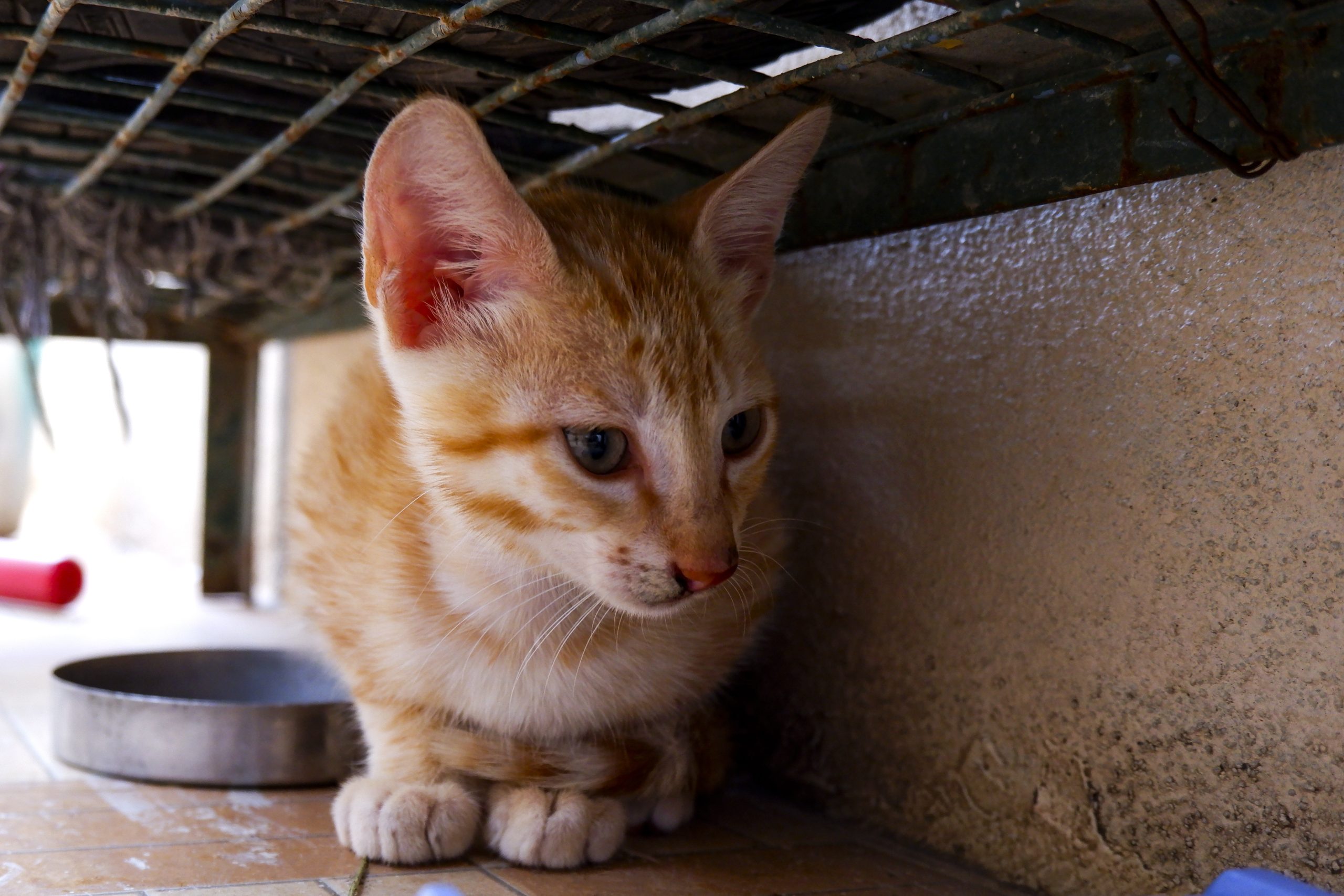 Arabian Mau Katze unter Bank