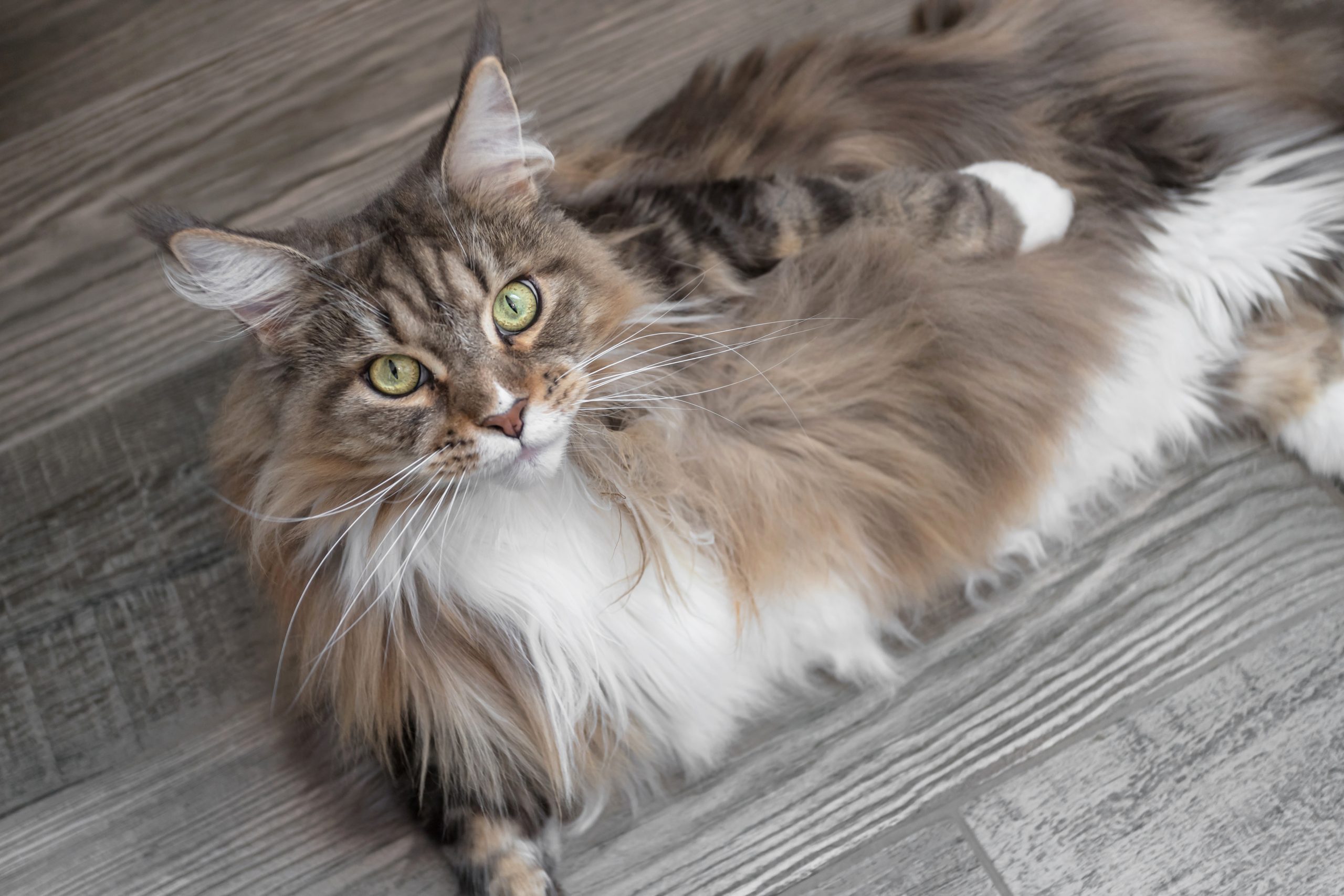 Maine Coon Katze