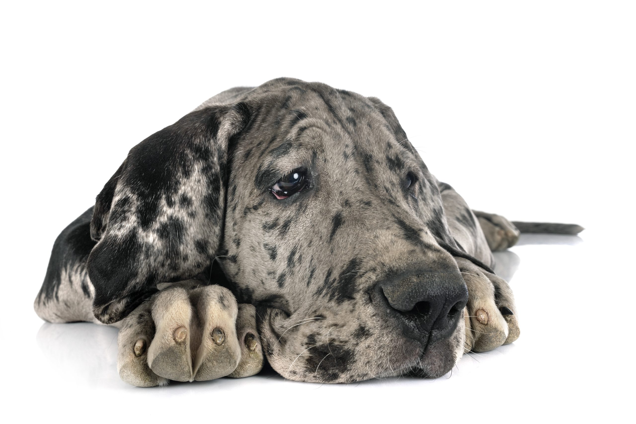 Deutsche Dogge am liegen