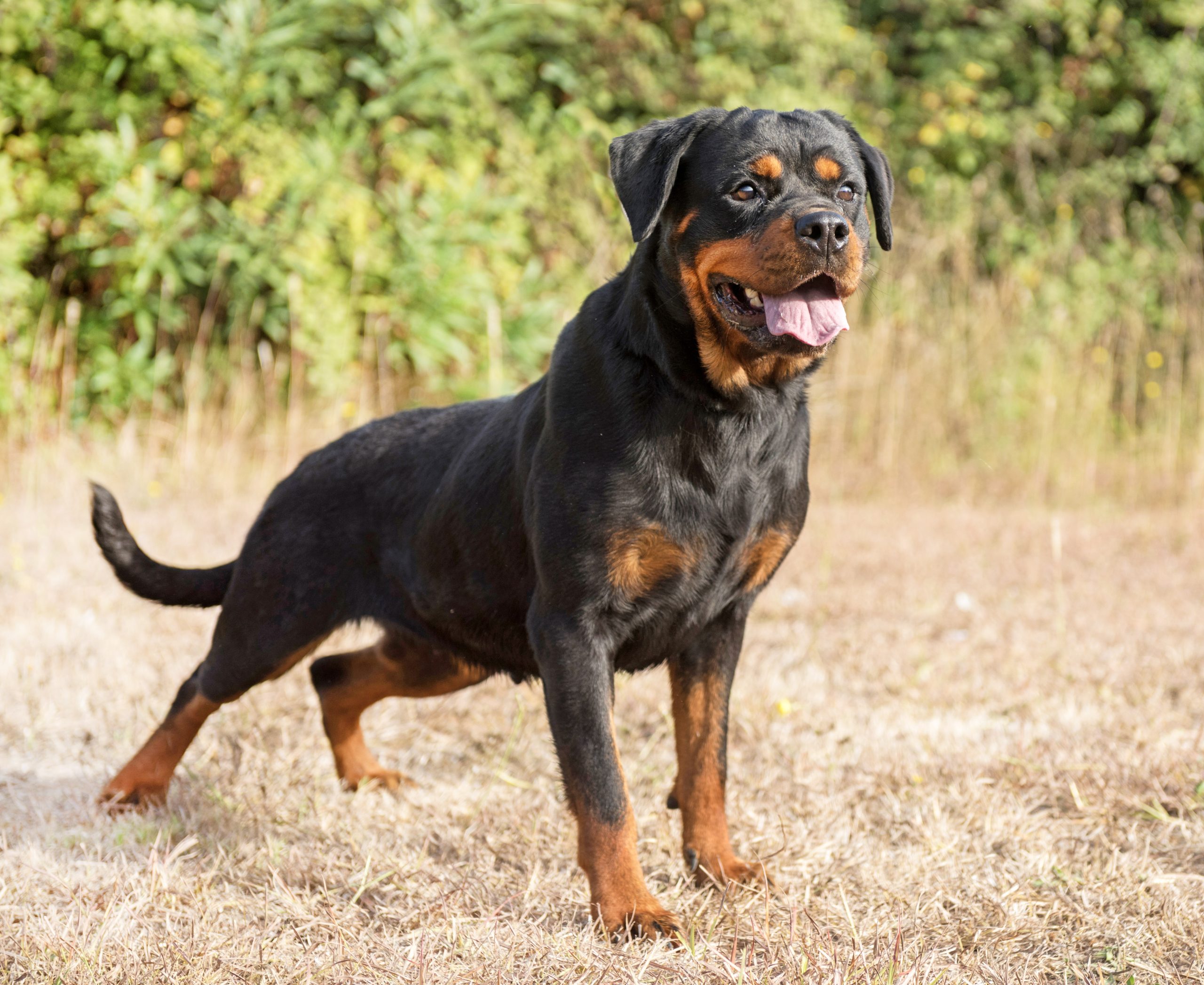 , Rottweiler