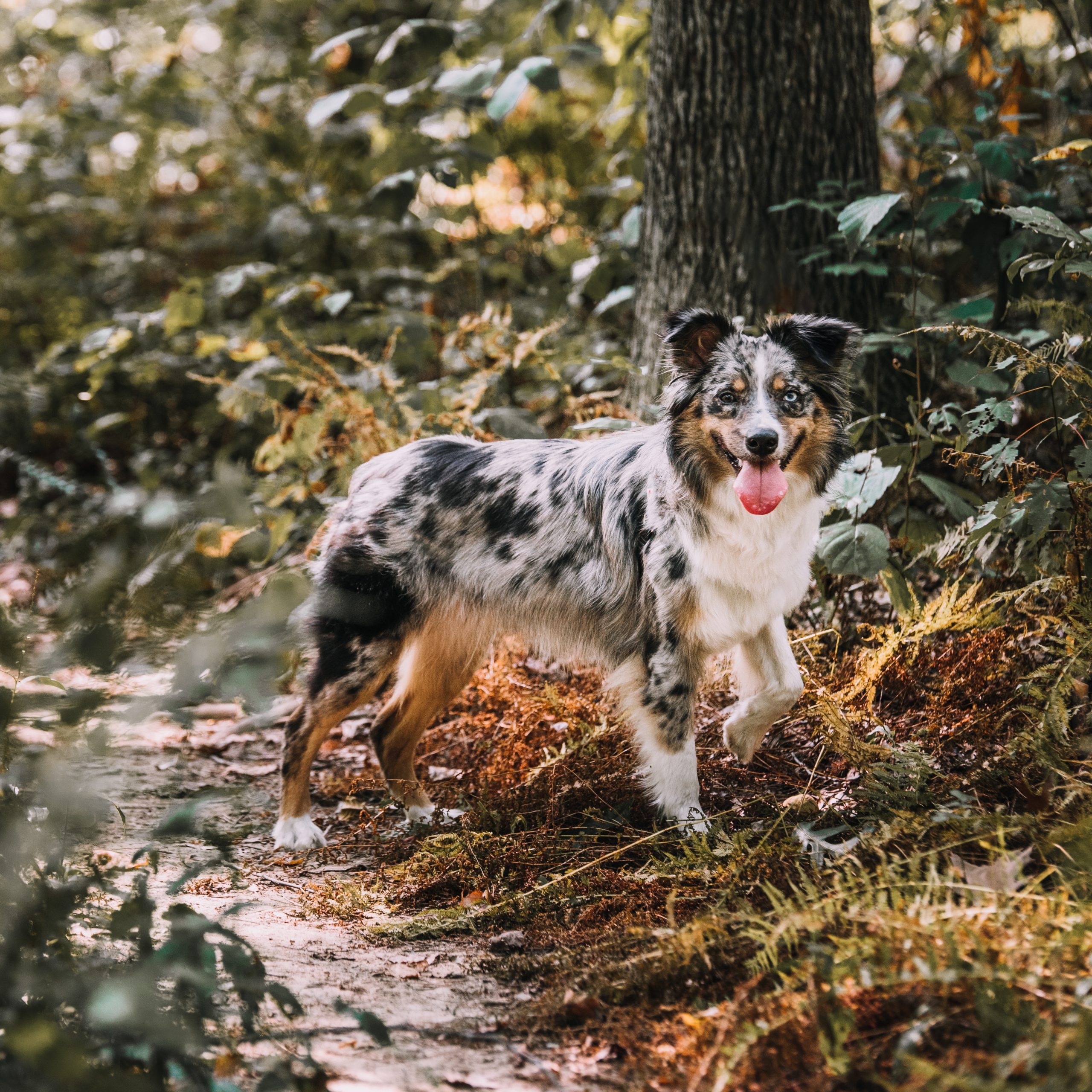 Tollwut,Tollwut beim Hund,Hund Tollwut, Tollwut beim Hund: Ursachen, Symptome, Prognose, Prophylaxe