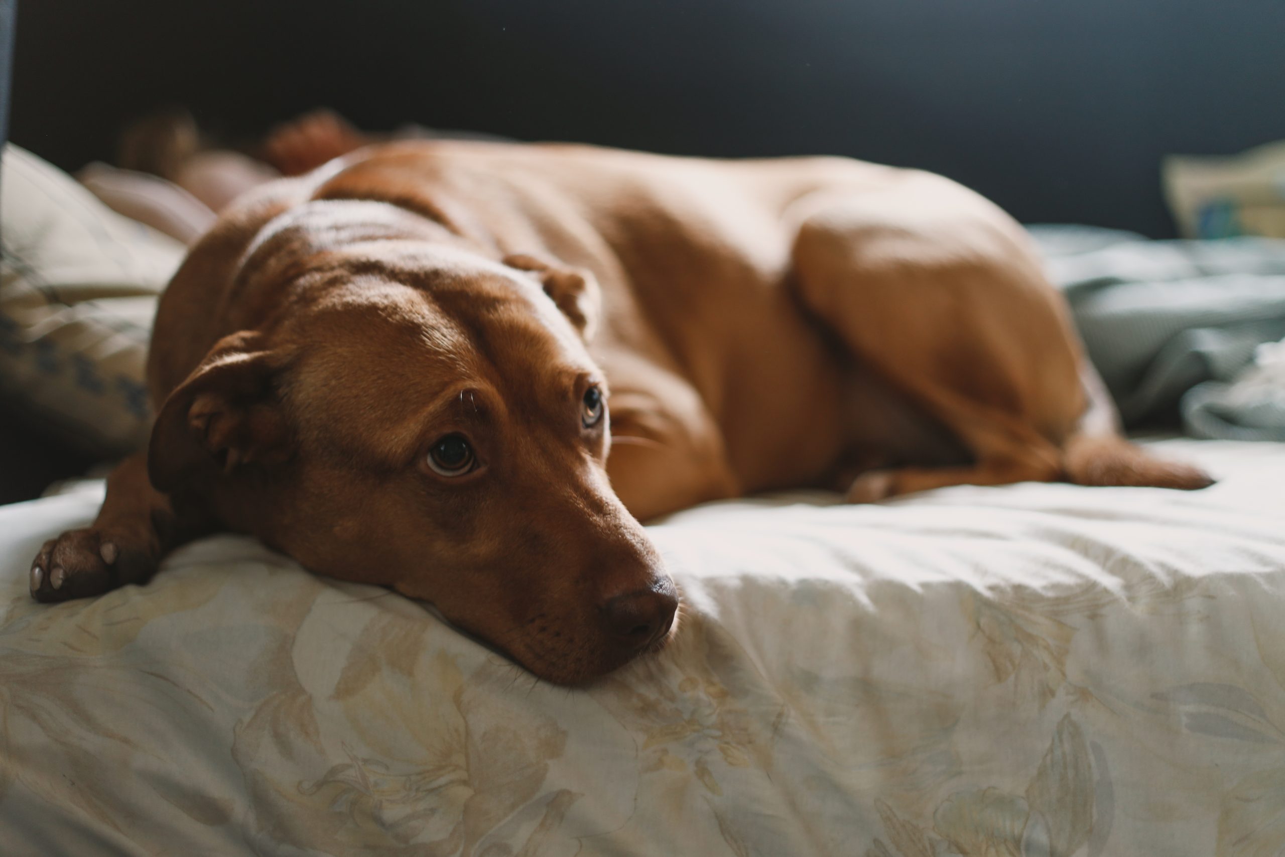 Fieber beim Hund,Hund Fieber, Fieber beim Hund: Symptome, Ursachen & Temperatur