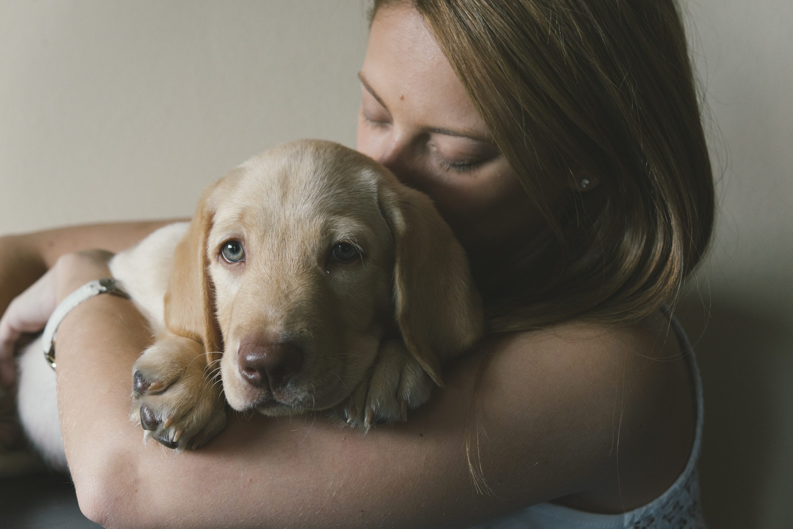 FSME,FSME bei Hunden,Hund FSME, FSME bei Hunden