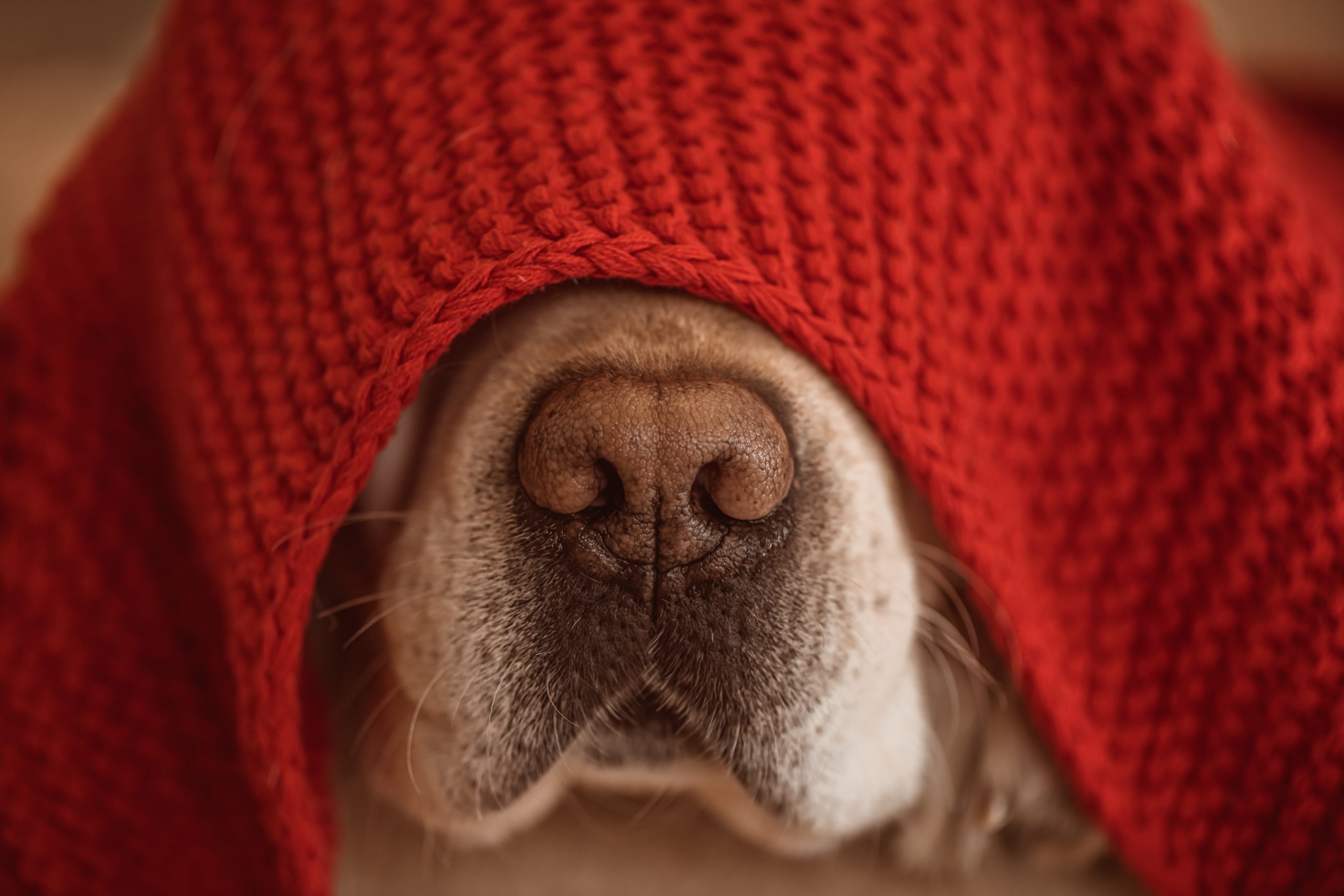 Trockene Schnauze bei Hunden 1 Trockene Nase bei Hunden,Hunde OP Versicherung,Hundekrankenversicherung,Hundeversicherung,Tierversicherung, Trockene Schnauze bei Hunden