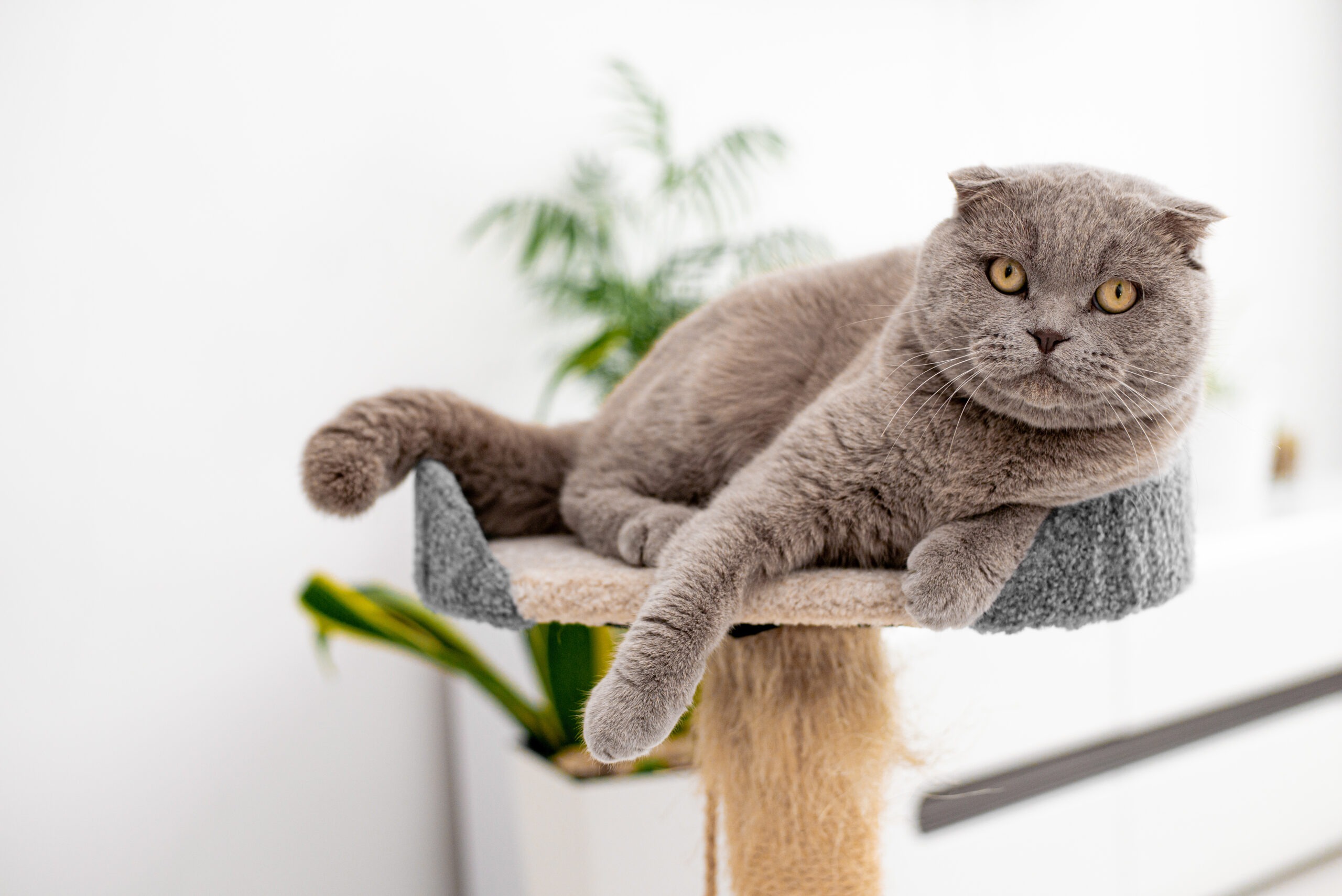 Der perfekte Katzenbaum: Worauf solltest Du beim Kauf achten? 1 Katzenbaum,DIY,Kratzbaum, Der perfekte Katzenbaum: Worauf solltest Du beim Kauf achten?