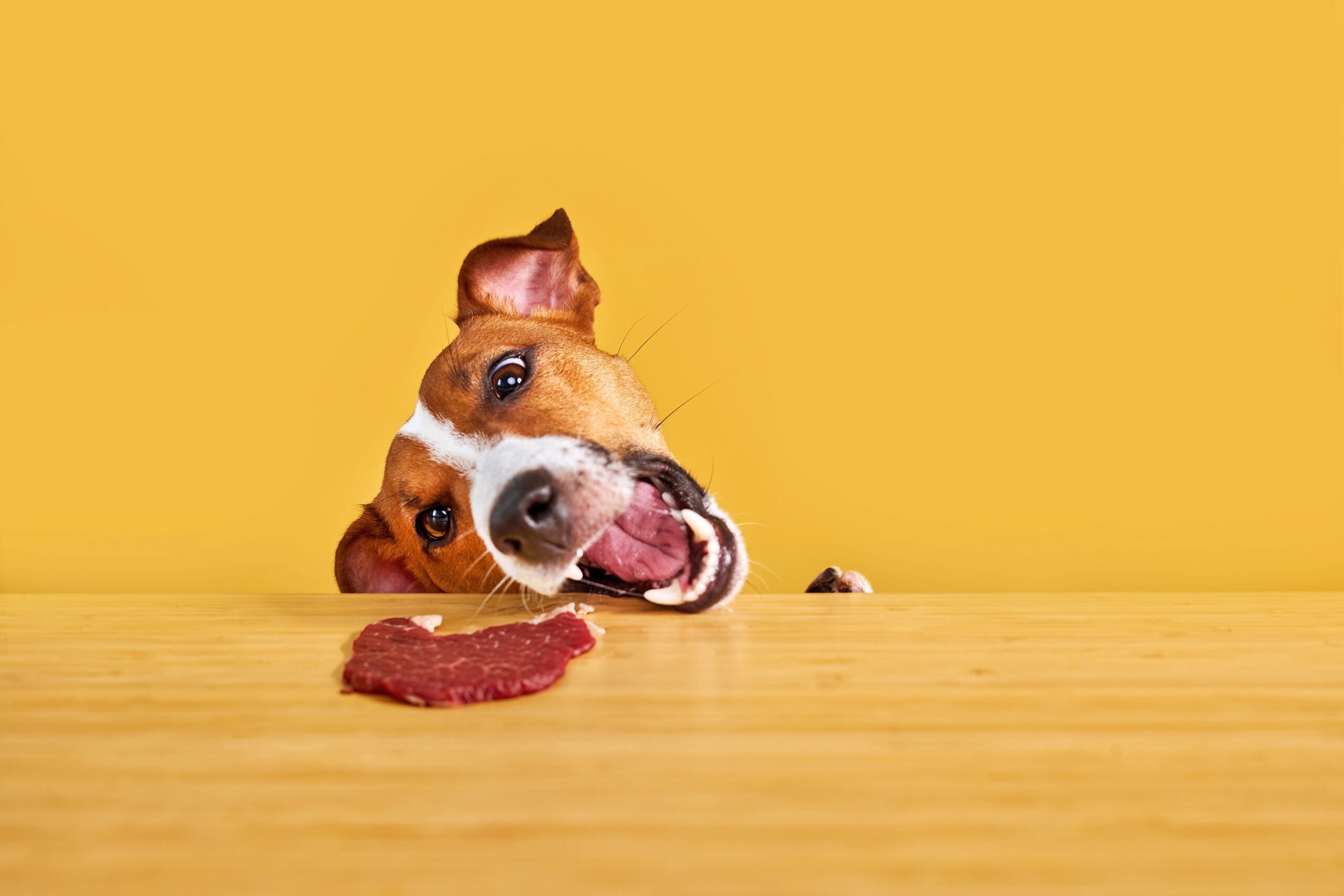 Hund Fleisch füttern