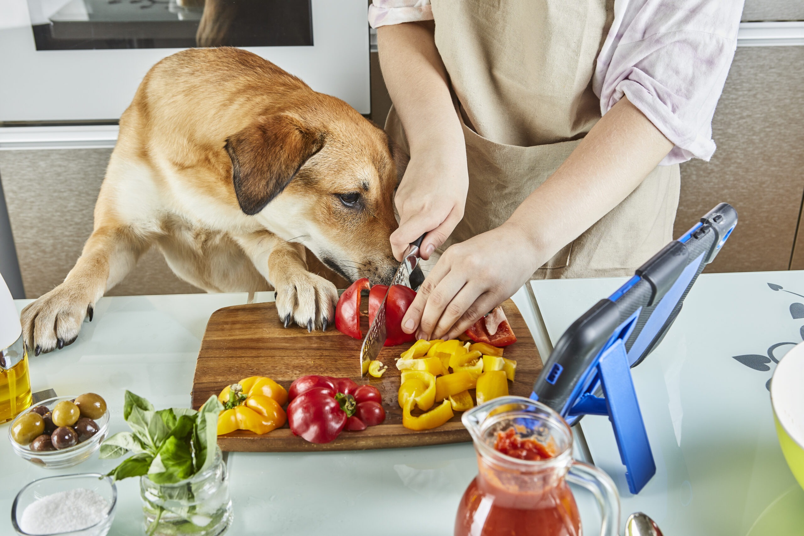 Hund vegan ernähren – ist das artgerecht?