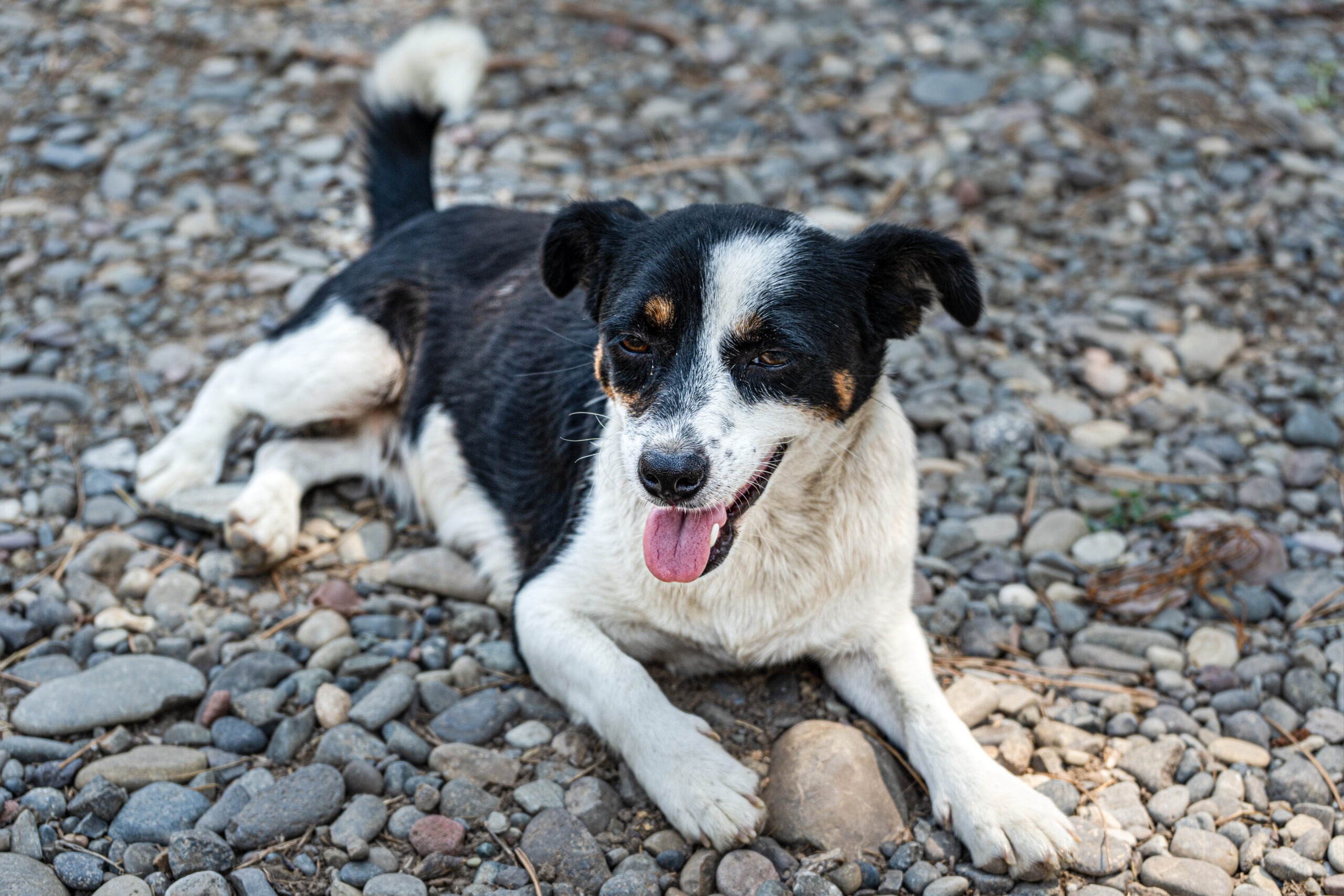 Hund gefunden, Hund gefunden – Was tun?