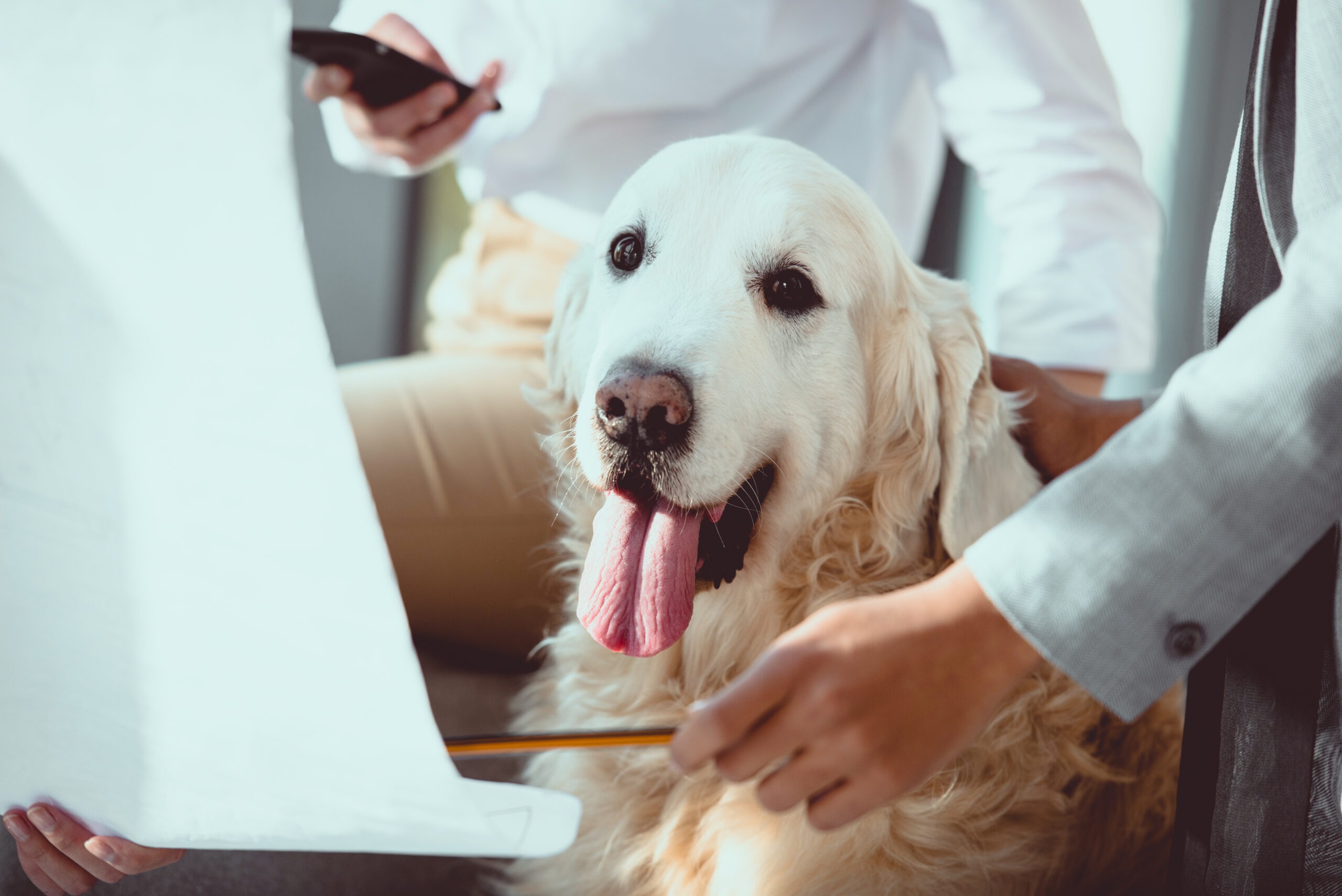 Welche Versicherungen für Tiere gibt es? 1 Welche Versicherungen für Tiere gibt es?, Welche Versicherungen für Tiere gibt es?