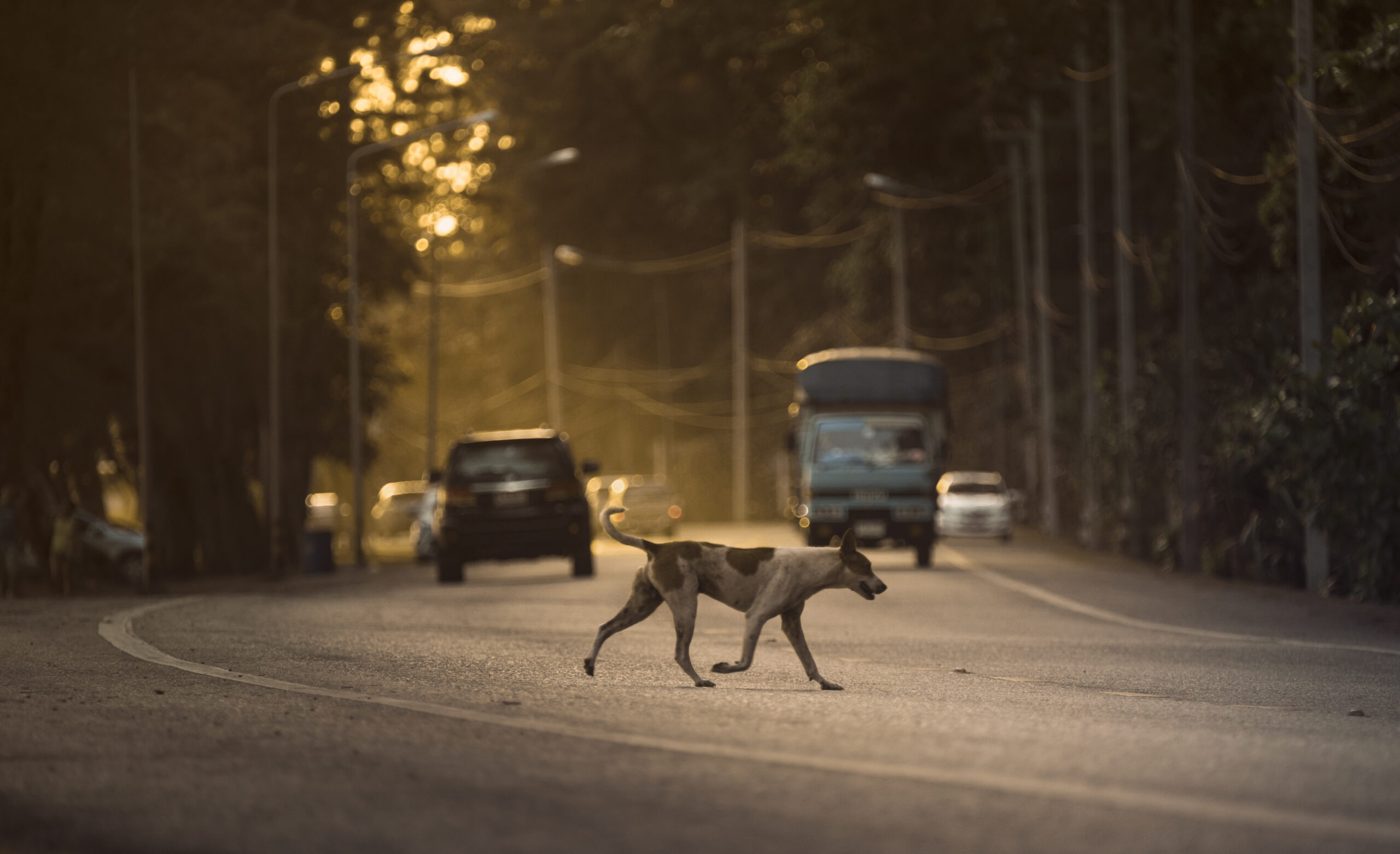 Werden die Kosten &uuml;bernommen,wenn mein Tier einen Notfall au&szlig;erhalb der Sprechzeiten des Tierarztes hat?, Tier-Notfall au&szlig;erhalb der Sprechzeiten &ndash; Werden die Kosten &uuml;bernommen?