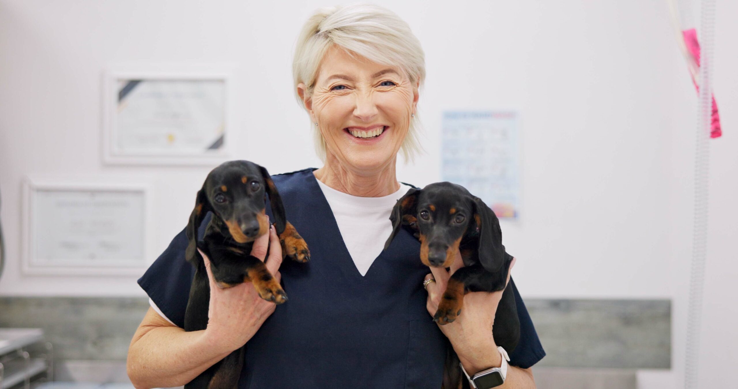 Ist die OP-Versicherung in der Krankenversicherung für den Hund enthalten?