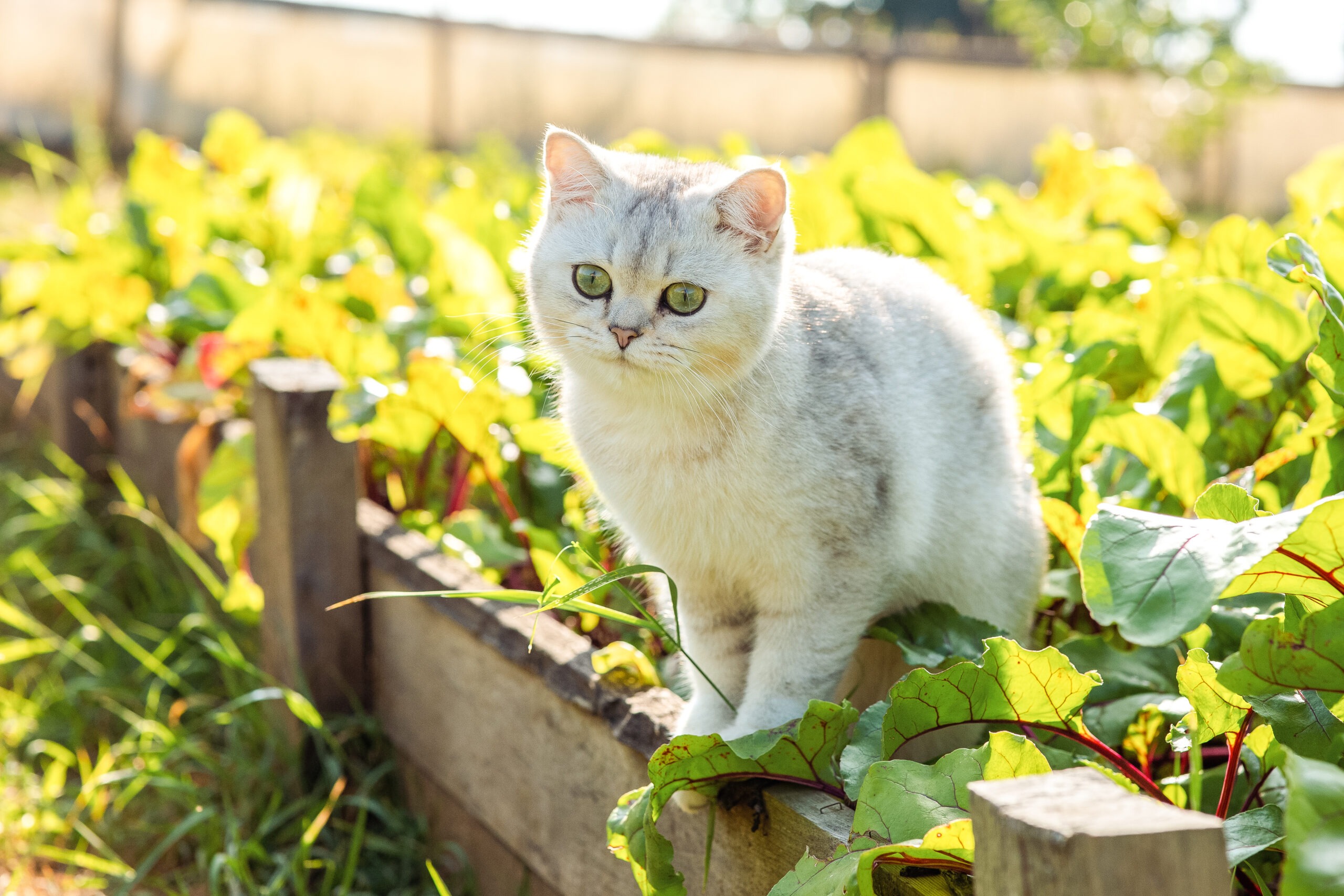 Fr&uuml;hlingsgef&uuml;hle bei Katzen, Fr&uuml;hlingsgef&uuml;hle bei Katzen &ndash; was du jetzt bei deiner Samtpfote beobachten kannst