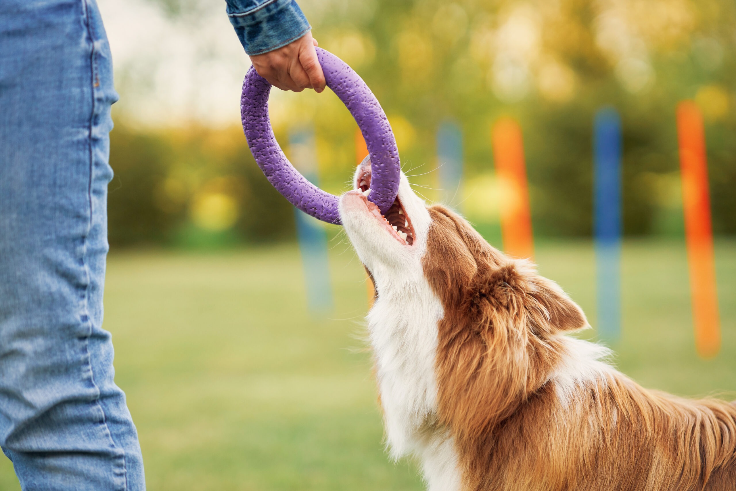 Hundetraining, Hundetraining mit positiver Verst&auml;rkung &ndash; So klappt&rsquo;s mit Spa&szlig; und Vertrauen
