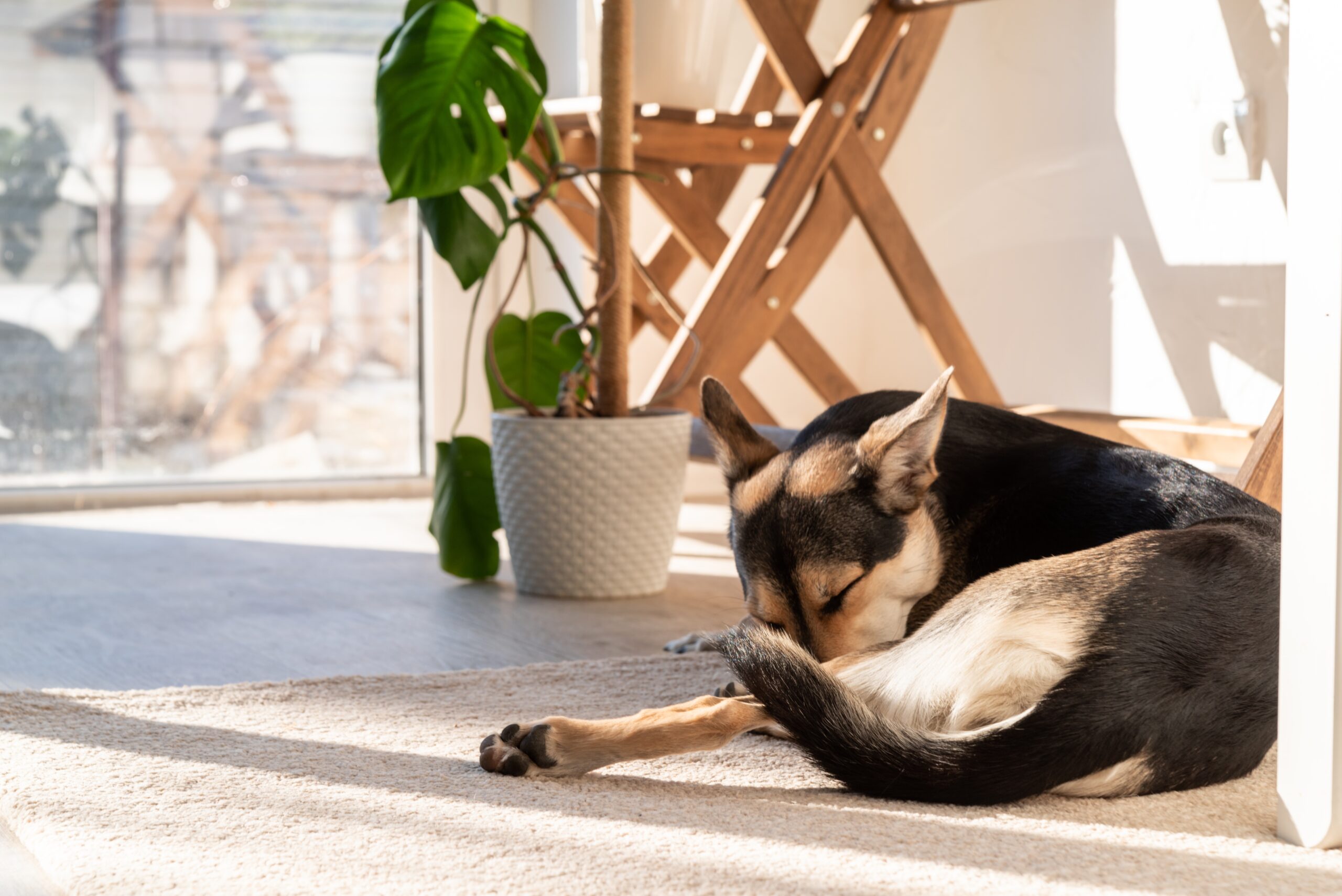 Hund alleine lassen, Hund alleine lassen &ndash; Wie lange ist okay und was hilft bei Trennungsstress?