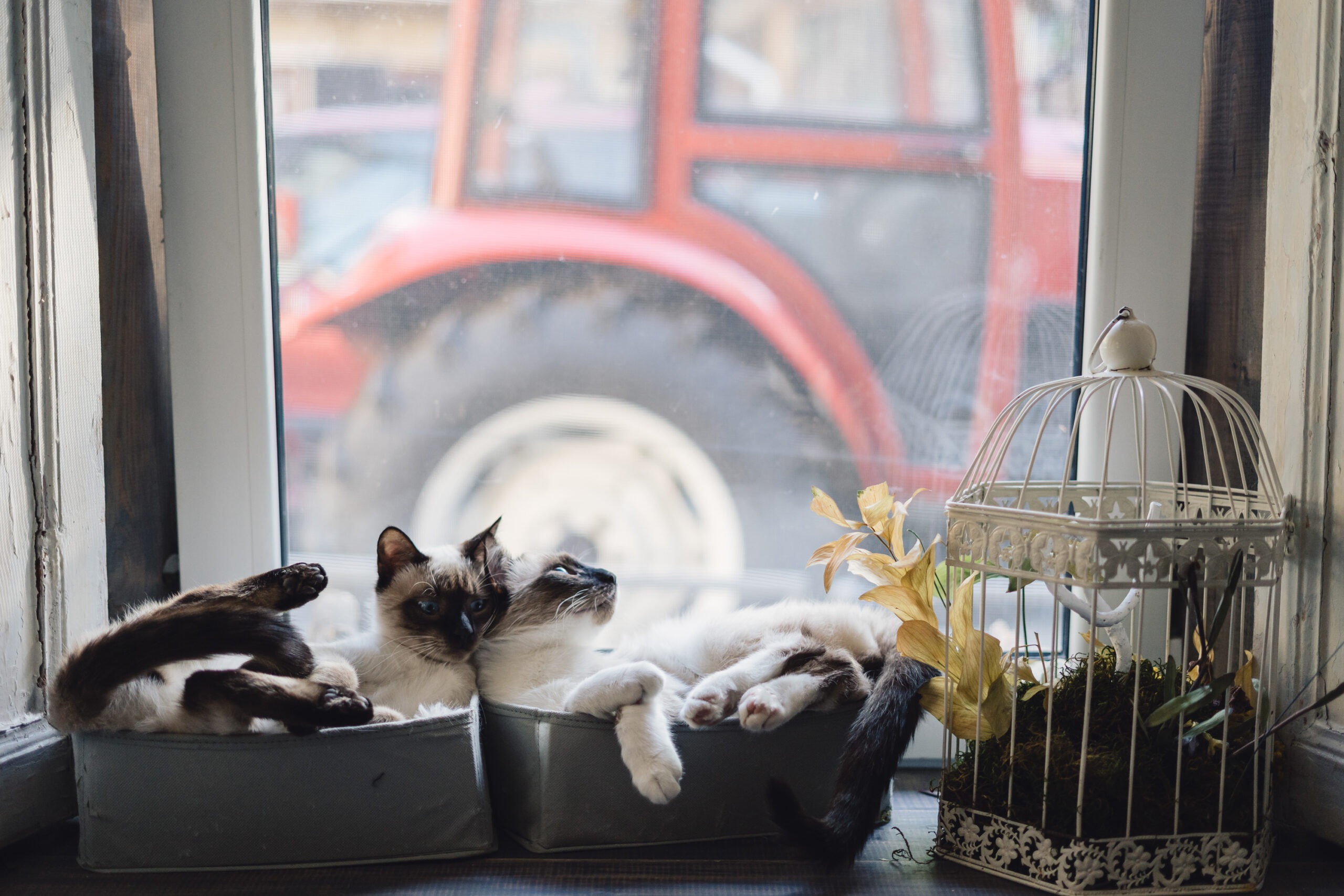 Katzensichere Wohnung, Katzensichere Wohnung &ndash; So sch&uuml;tzt du deine Samtpfote vor Gefahren