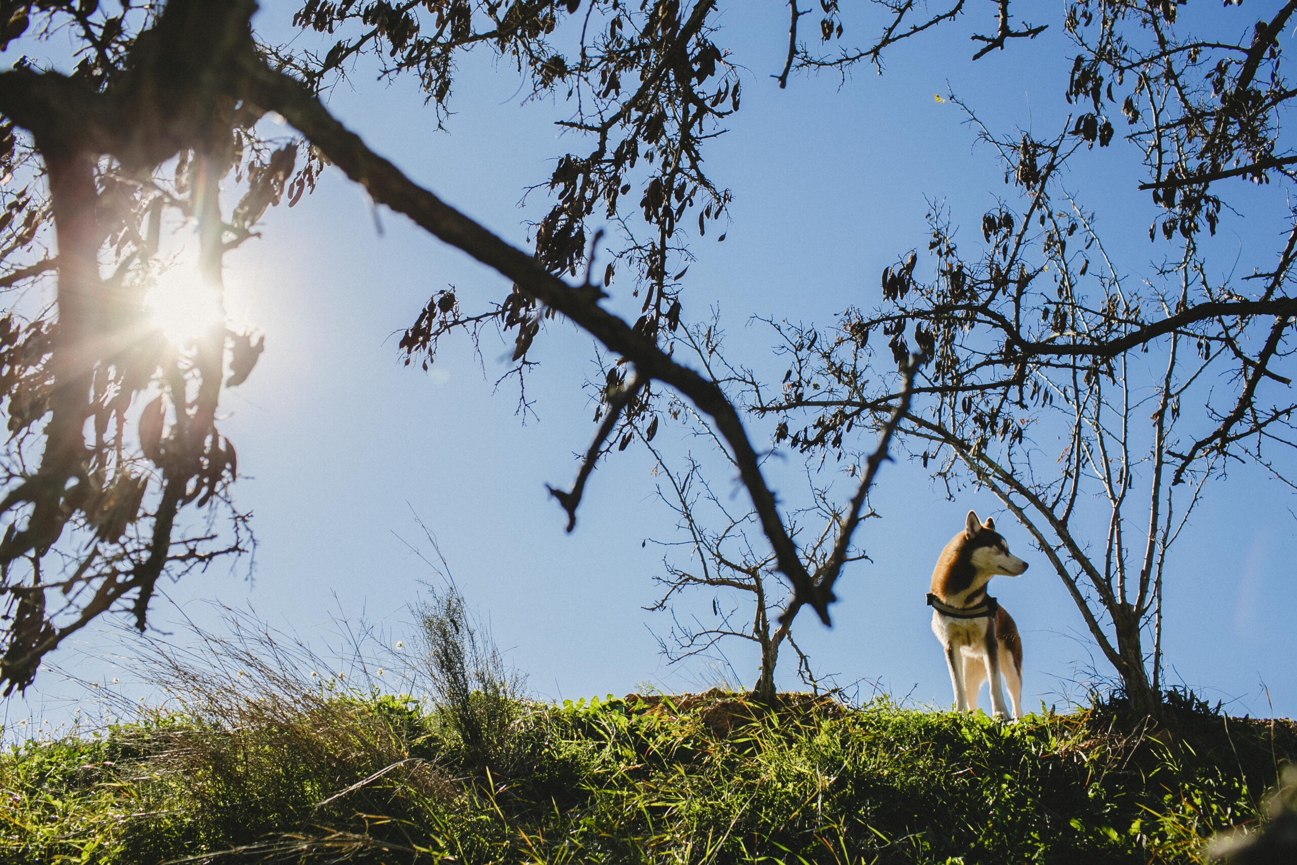 Fr&uuml;hlingsgef&uuml;hle bei Hunden, Fr&uuml;hlingsgef&uuml;hle bei Hunden &ndash; was sich jetzt ver&auml;ndert