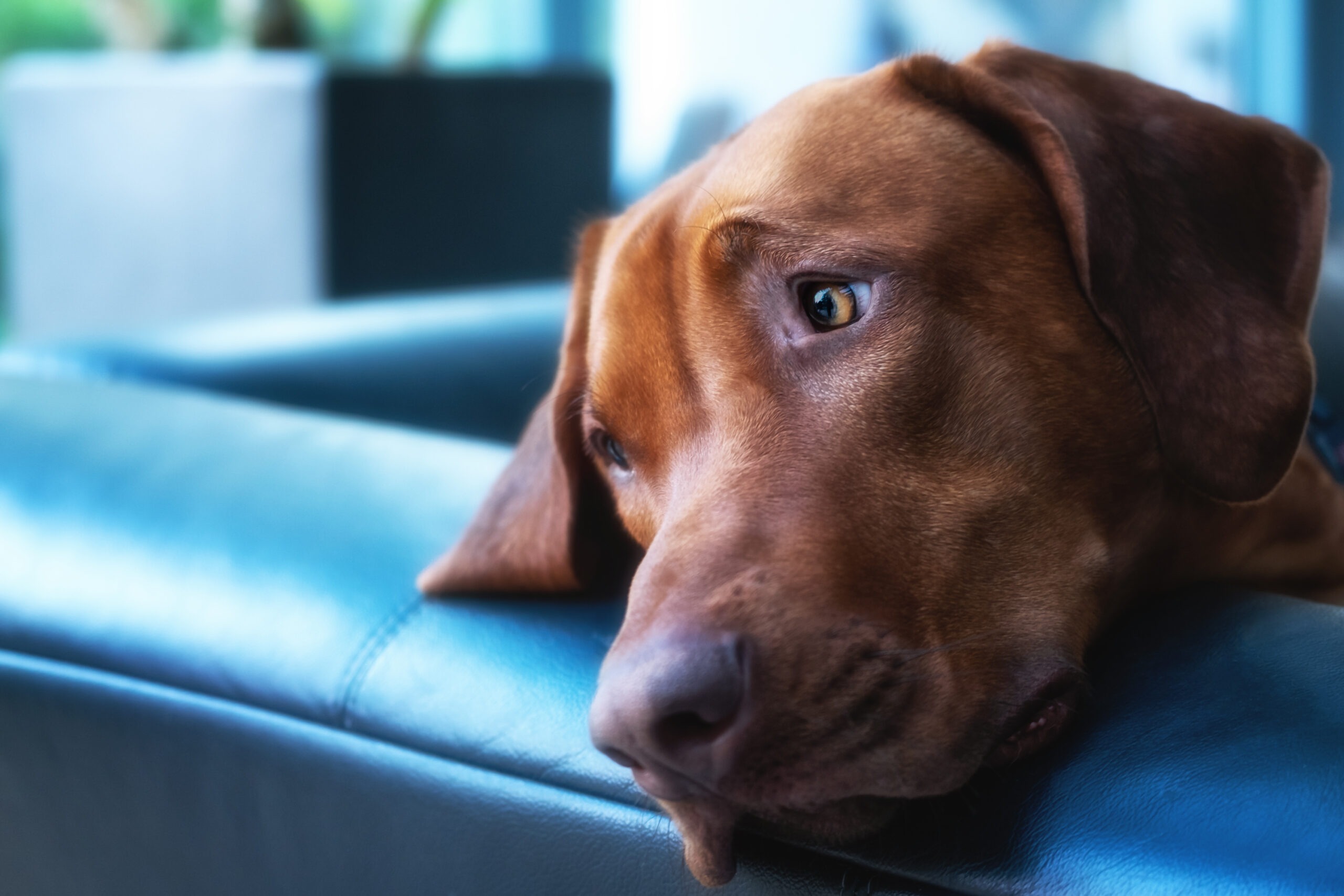 Trennungsangst beim Hund, Trennungsangst beim Hund &ndash; Ursachen erkennen &amp; l&ouml;sen