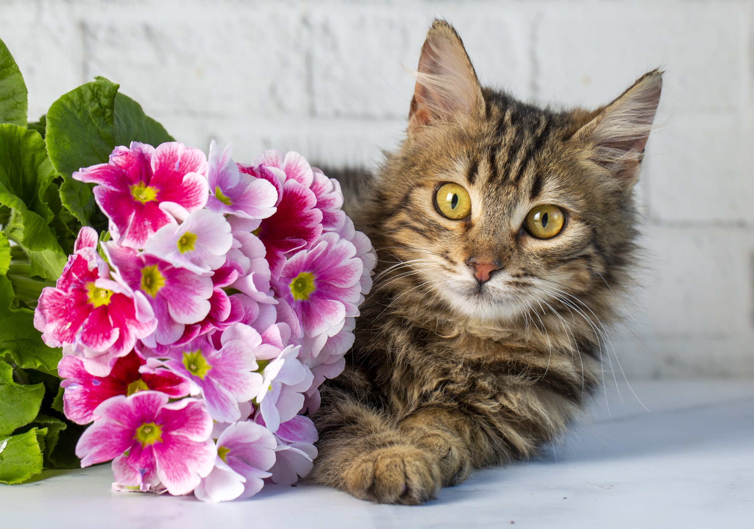 Fr&uuml;hlingspflanzen, Giftige Fr&uuml;hlingspflanzen f&uuml;r Katzen &ndash; So sch&uuml;tzt du deine Samtpfote im Haus und Garten