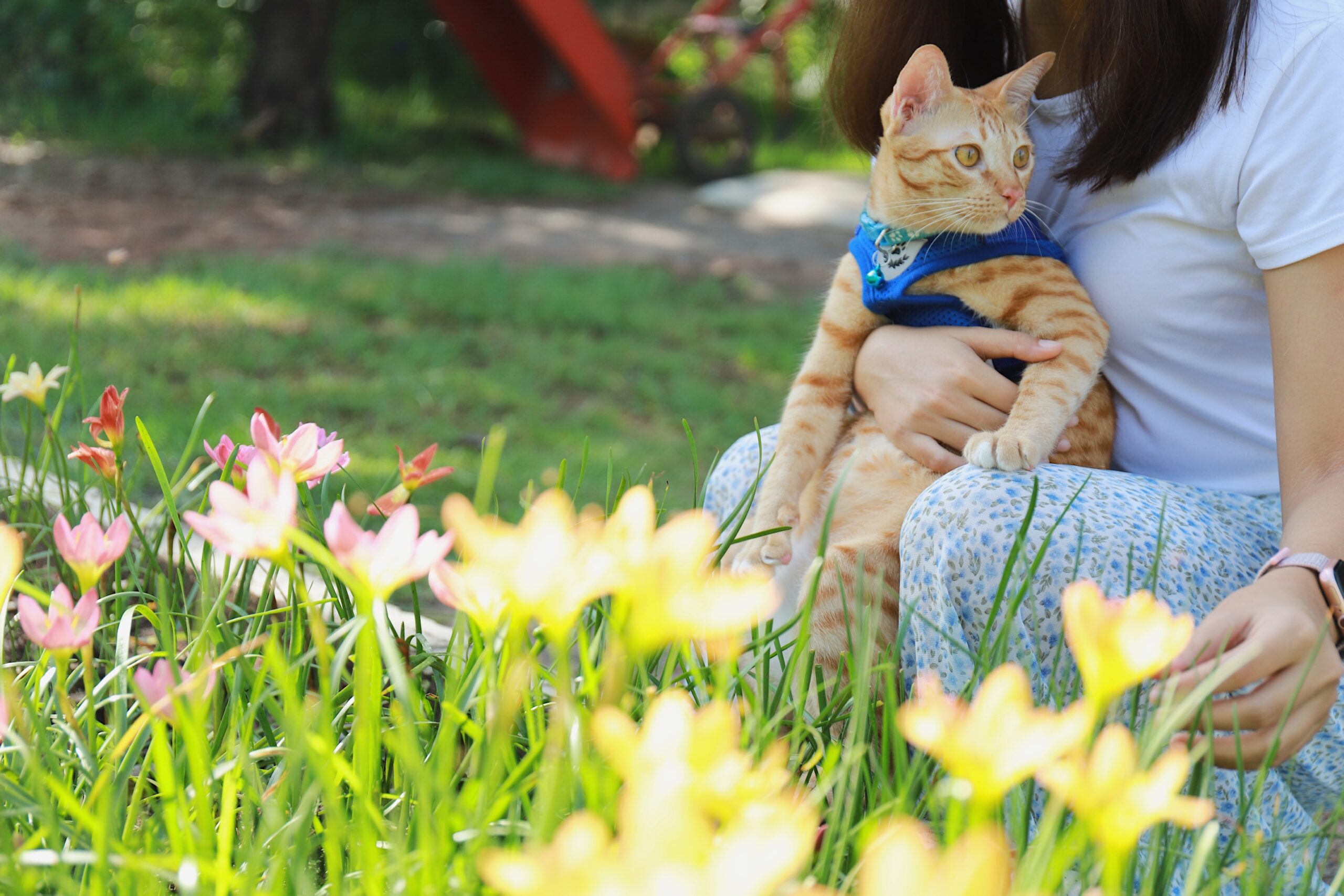 Frühling Rituale mit Katze – Neue Gewohnheiten für mehr Nähe und Wohlbefinden 1 Rituale mit Katze,Frühling Rituale mit Katze, Frühling Rituale mit Katze – Neue Gewohnheiten für mehr Nähe und Wohlbefinden