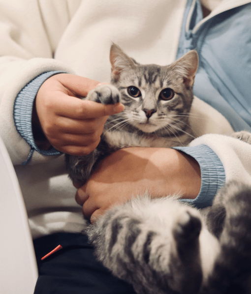 katzenversicherung katzen-op-versicherung katzenkrankenversicherung tierversicherung katzen versicherung