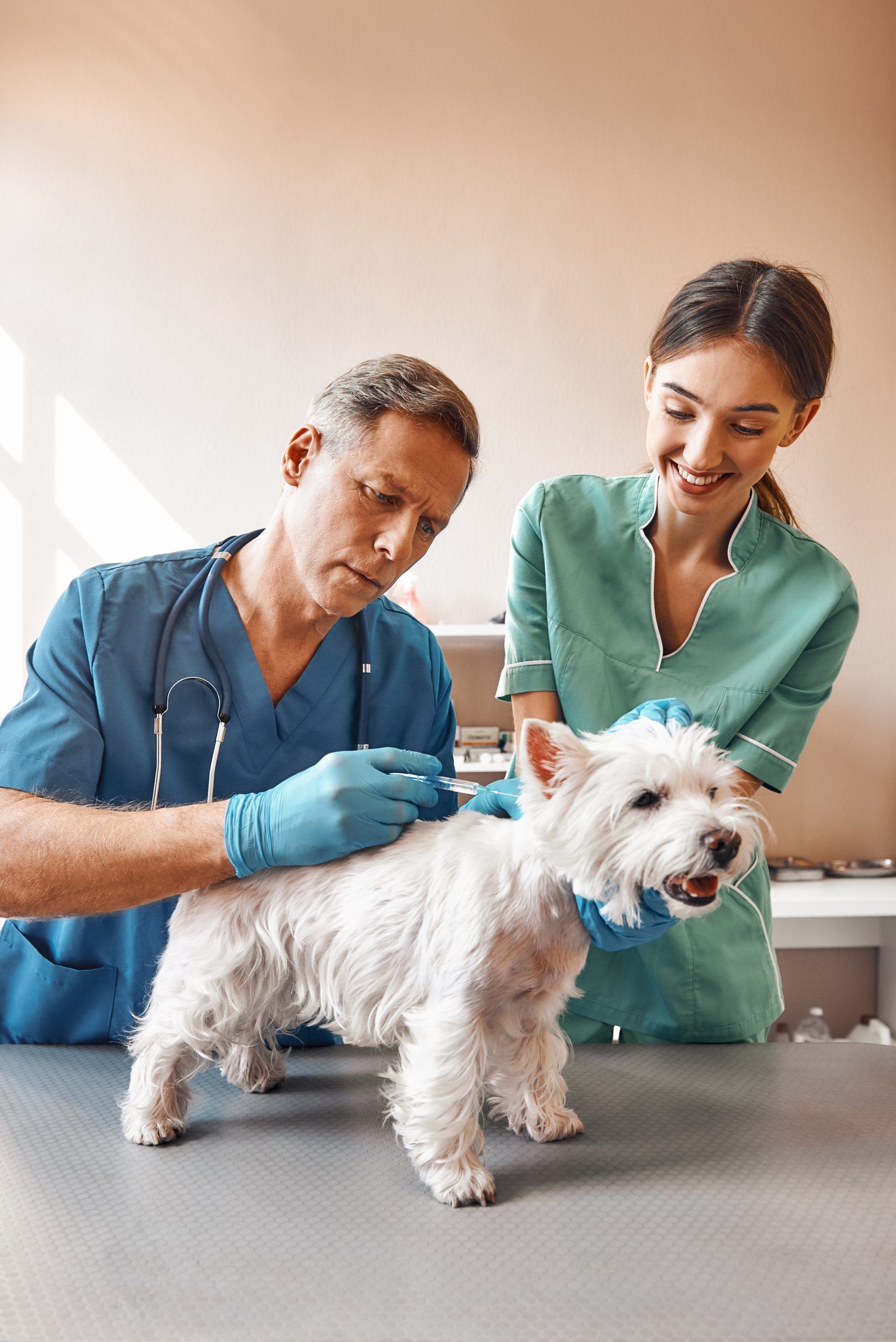 Hunde OP Versicherung, Hunde Krankenversicherung, Hunde OP Versicherung test, Tierversicherung
