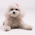 Bologneser Tierversicherung