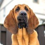 Hunde OP Versicherung