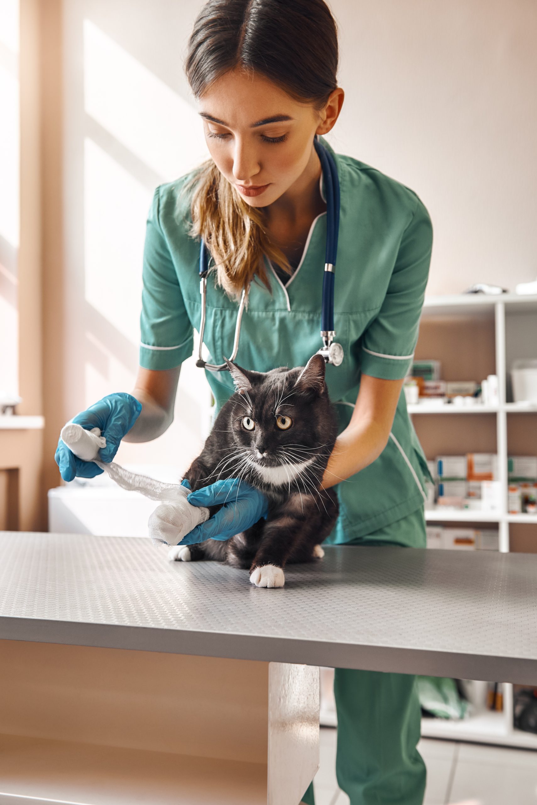 katzenkrankenversicherung, katzenversicherung, tierkrankenversicherung, tierversicherung katze, katzen-krankenversicherung, krankenversicherung katze