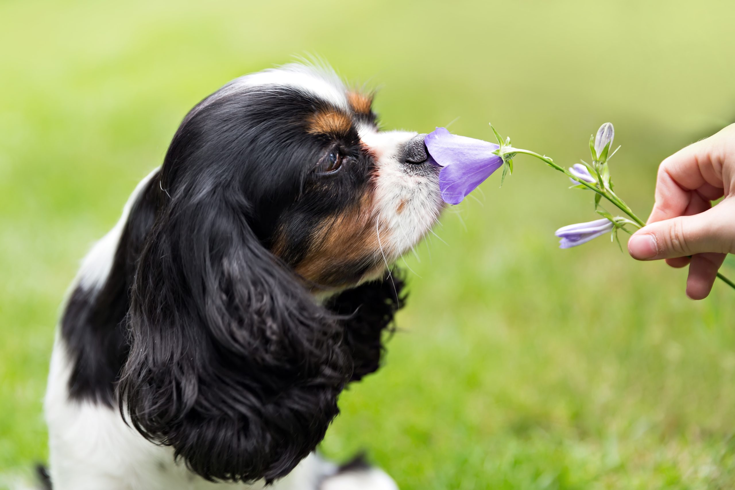 schwere allergien bei hunden, Hund riecht an Blume auf einer Wiese im Sommer