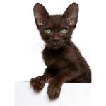 Katzenversicherung Havana Brown