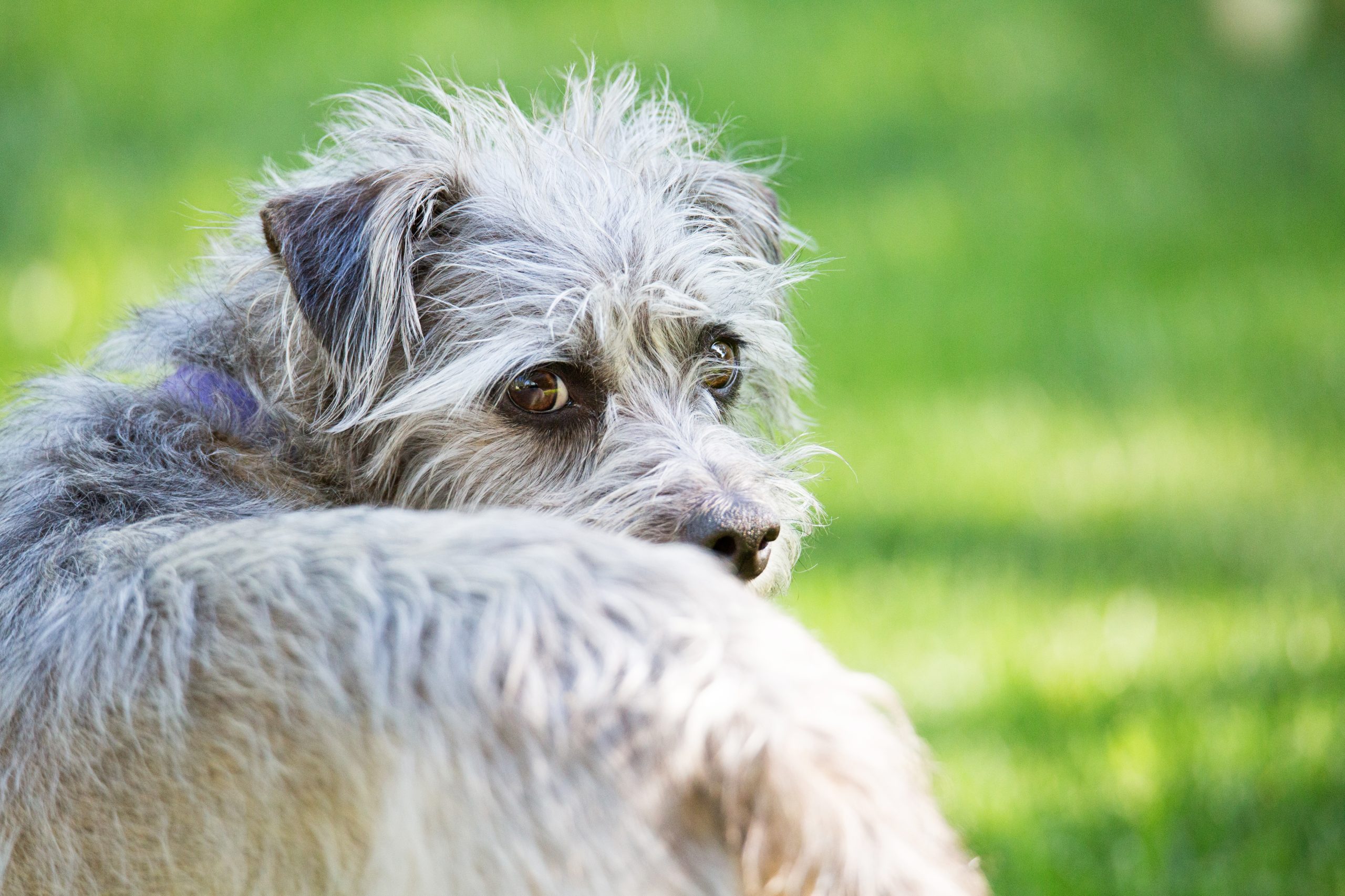 Spondylose beim Hund