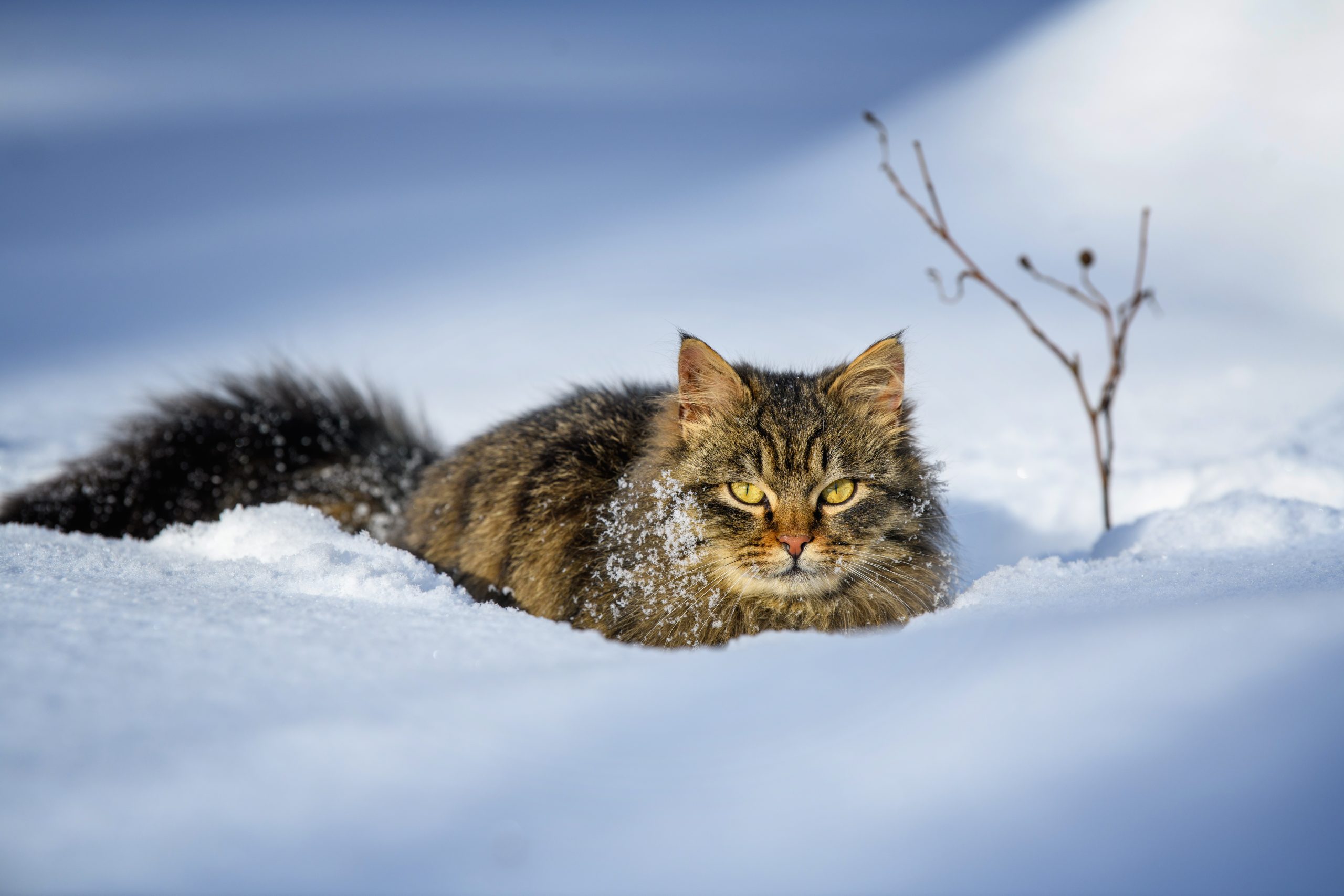 Katze im Winter