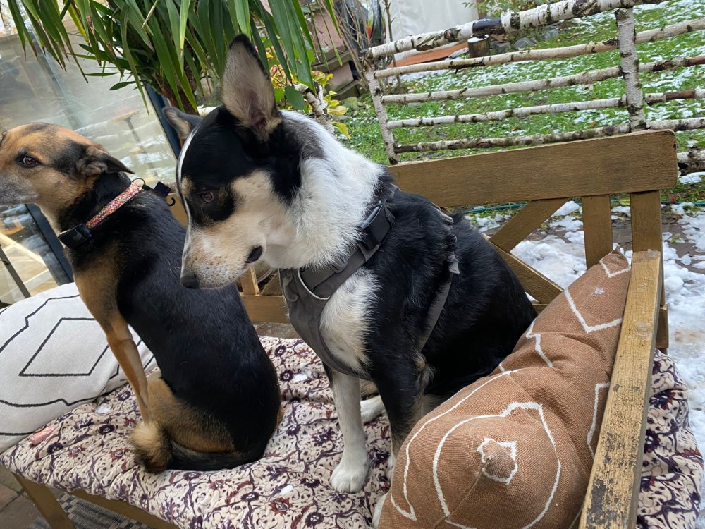 GPS Tracker für Hunde und Katzen