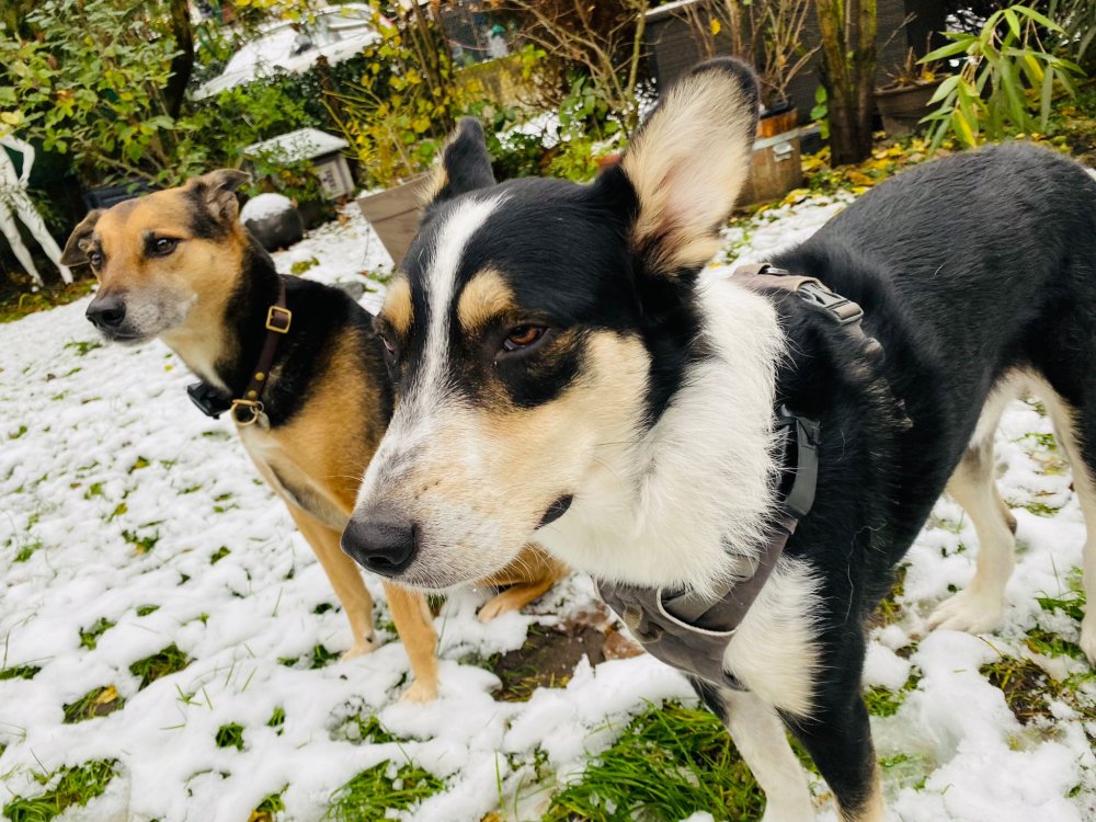 GPS Tracker für Hunde