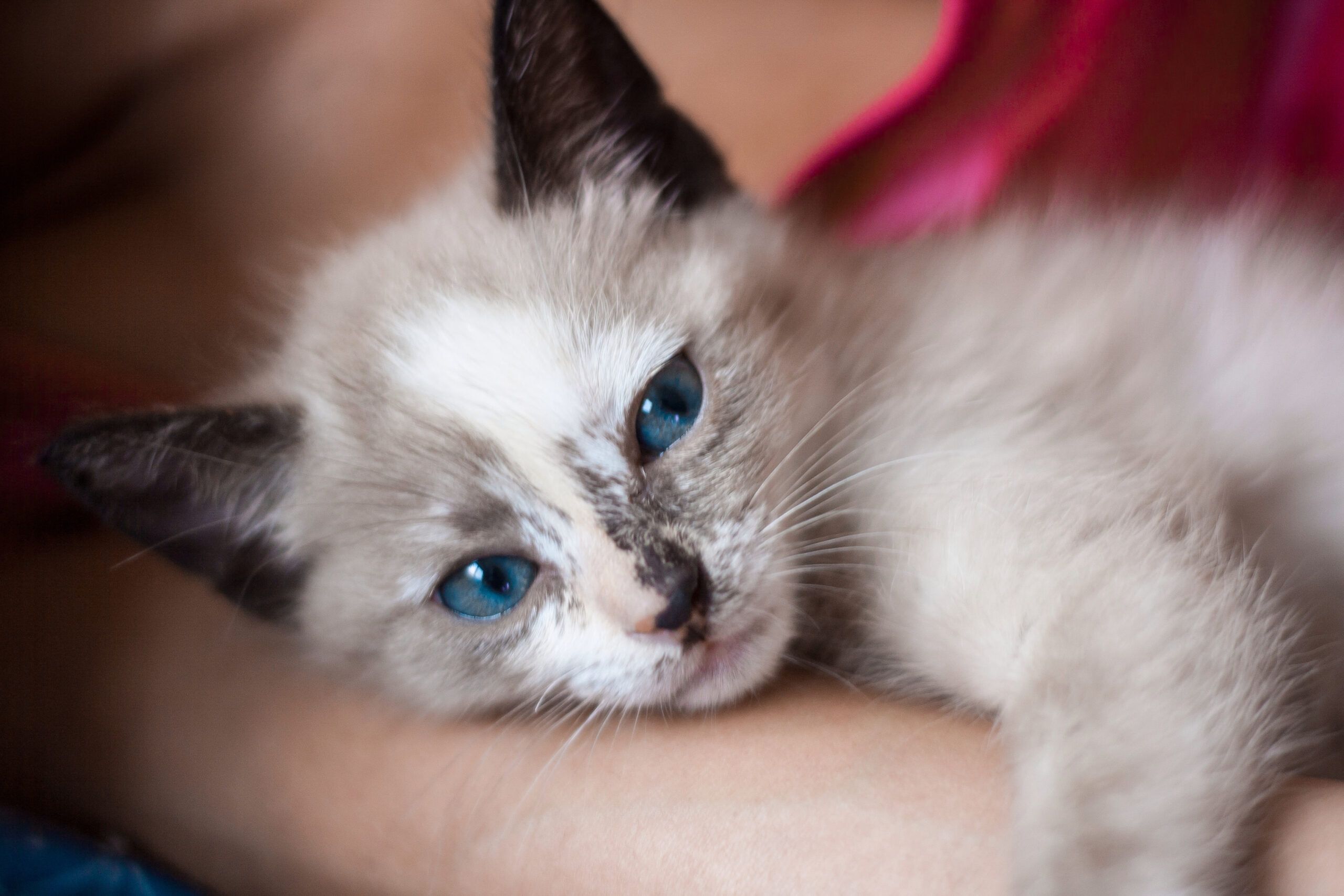 Top Katzennamen 2025: Die schönsten Ideen für Deinen Liebling