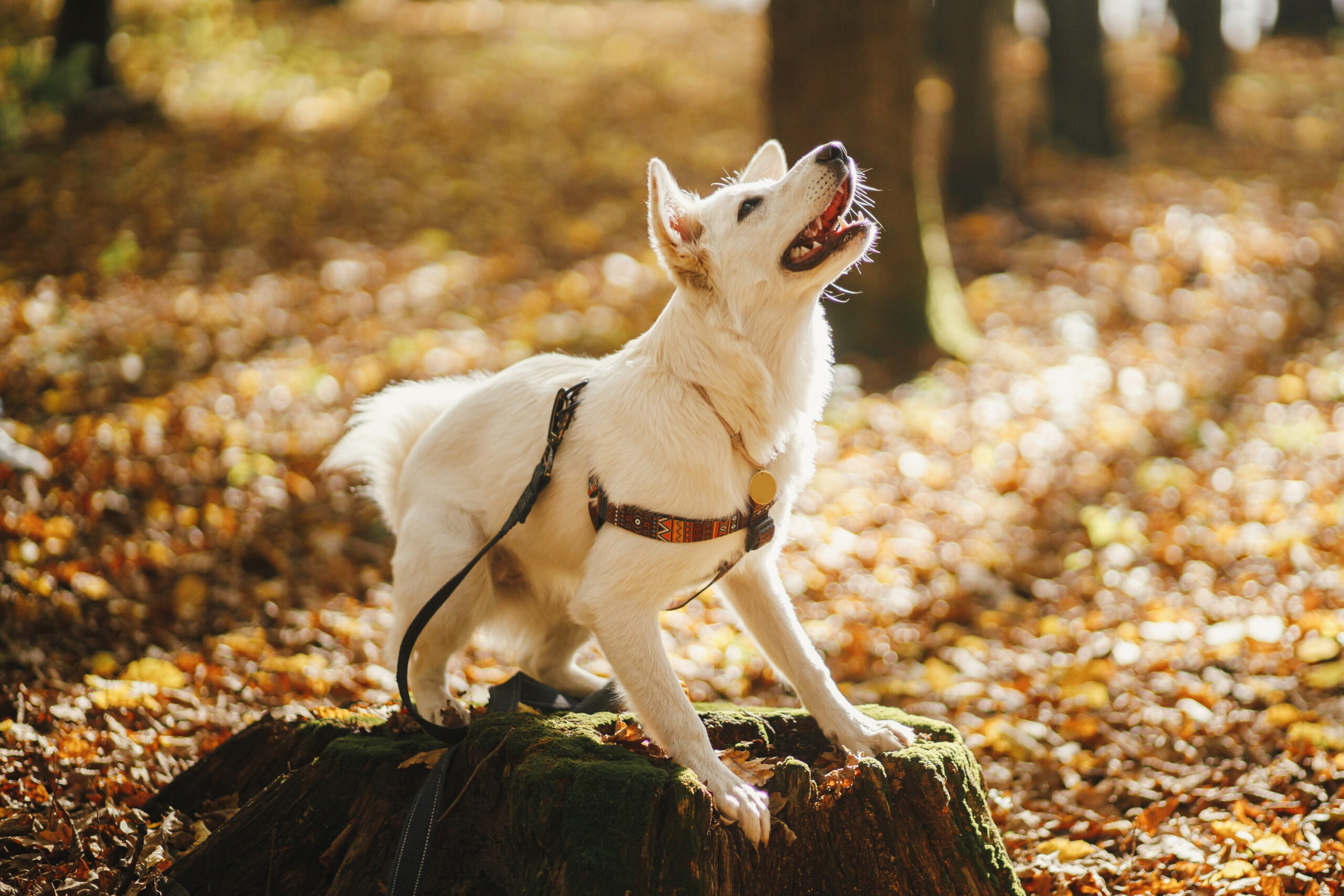 Bis zu welchem Hunde-Alter kann man eine Tierfritz Hunde OP-Versicherung abschließen?