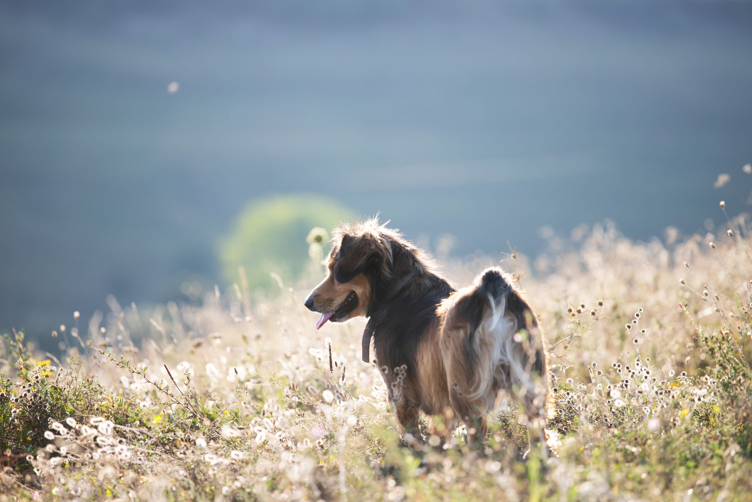 Wie alt darf mein Hund bei Abschluss der Tierversicherung sein?