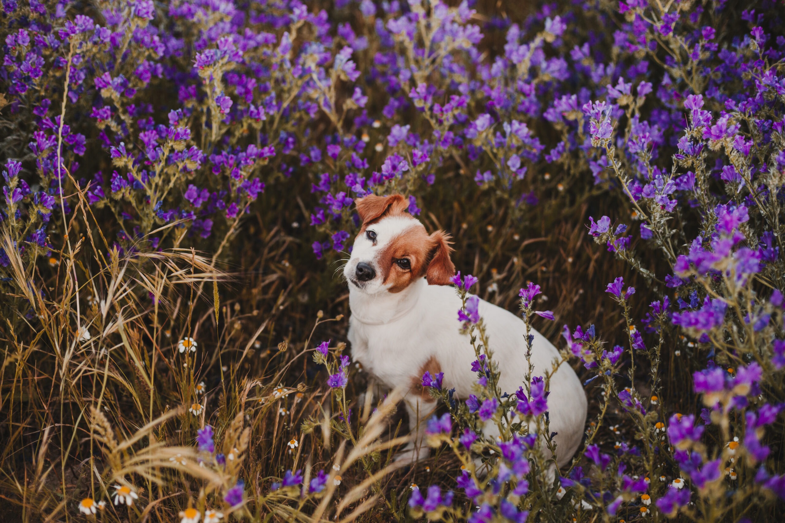 Giftige Frühlingspflanzen für Hunde