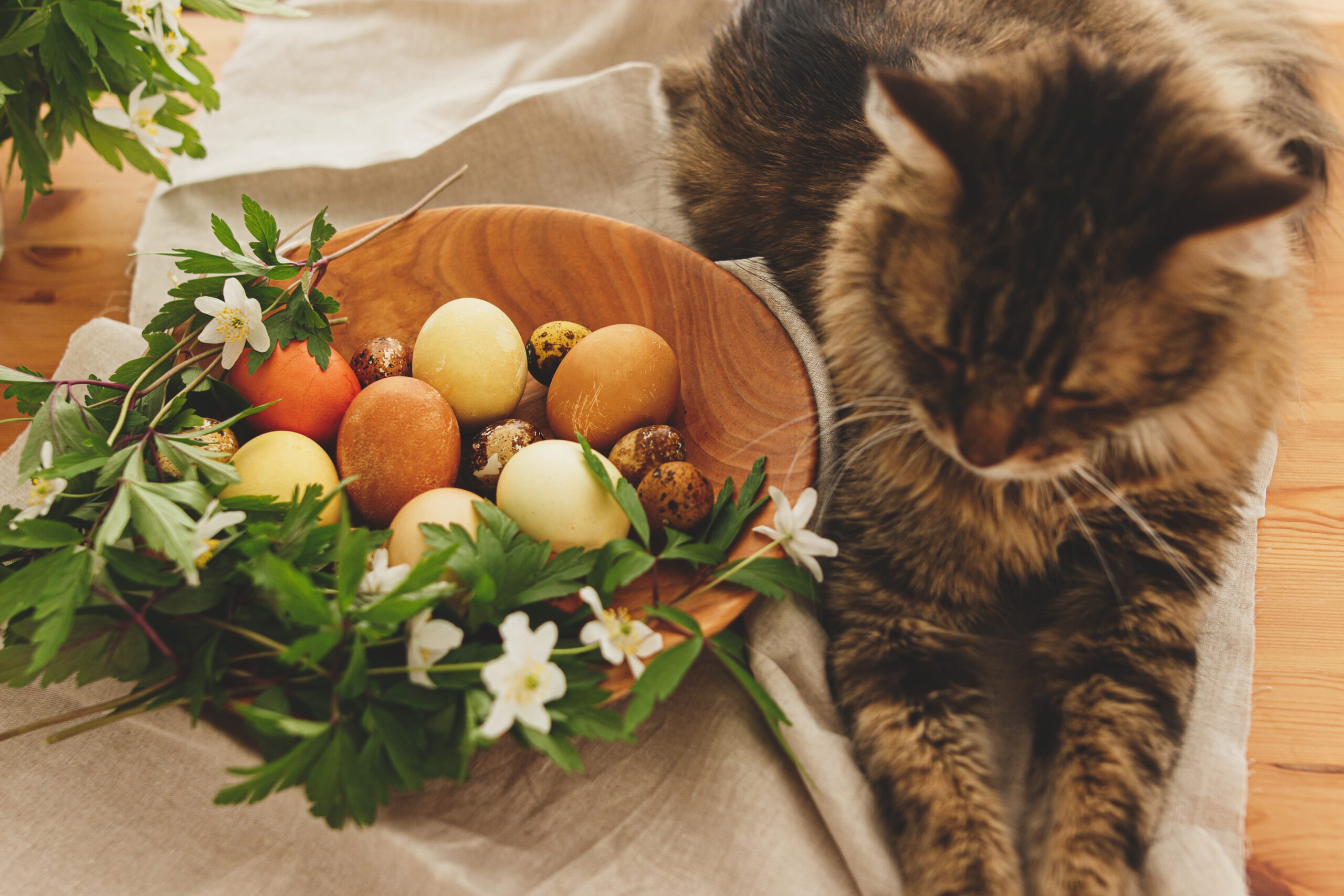Ostern mit Katze