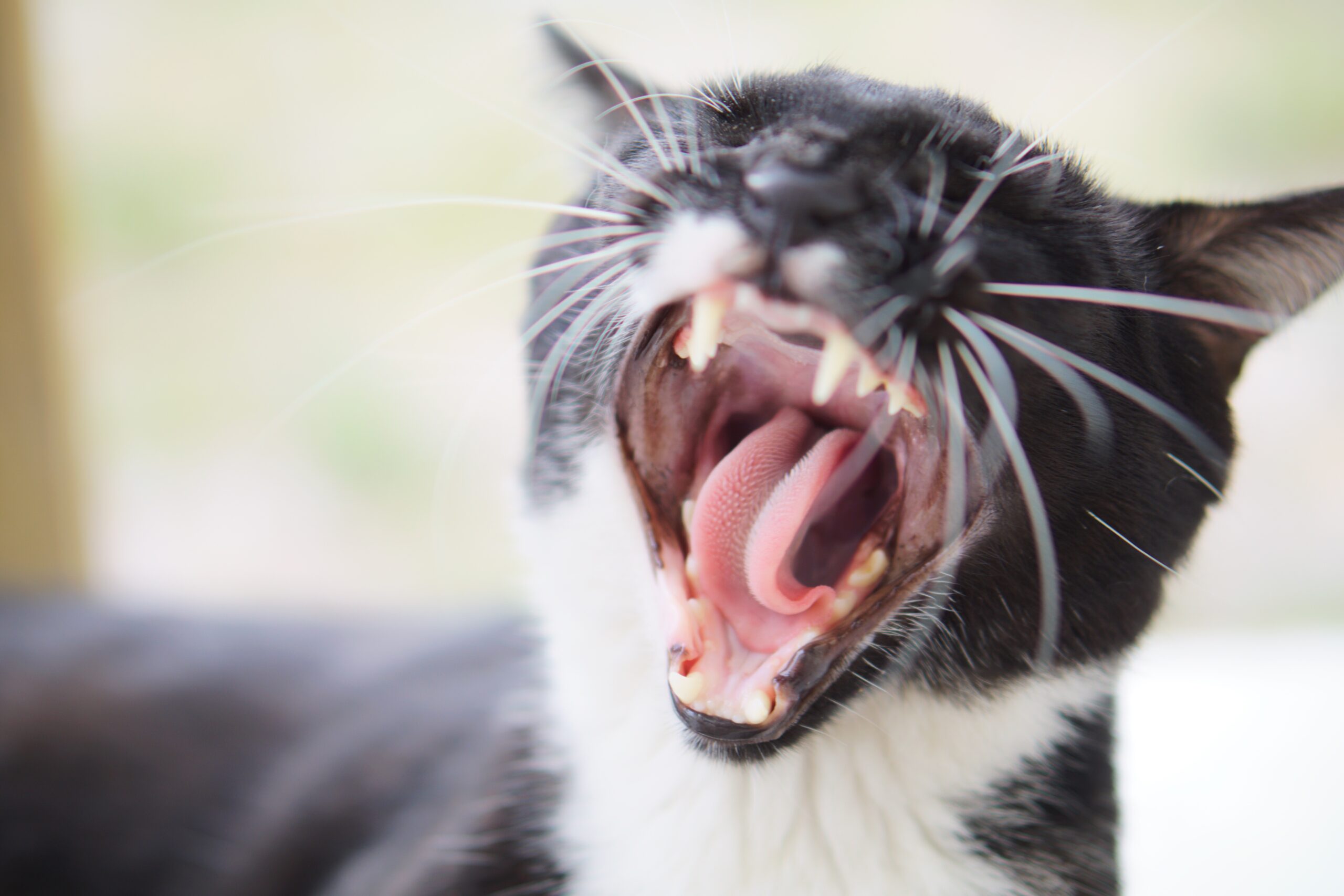 Zahnpflege bei Katzen